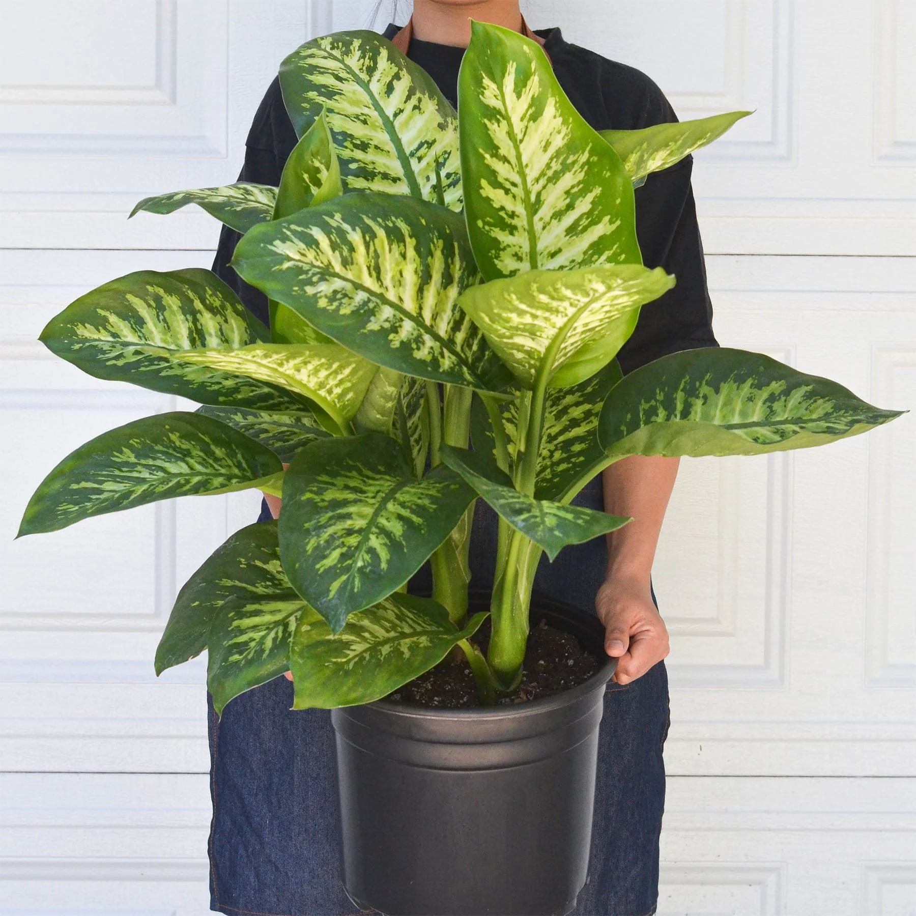 Dieffenbachia 'Tropic Snow' - Image 5