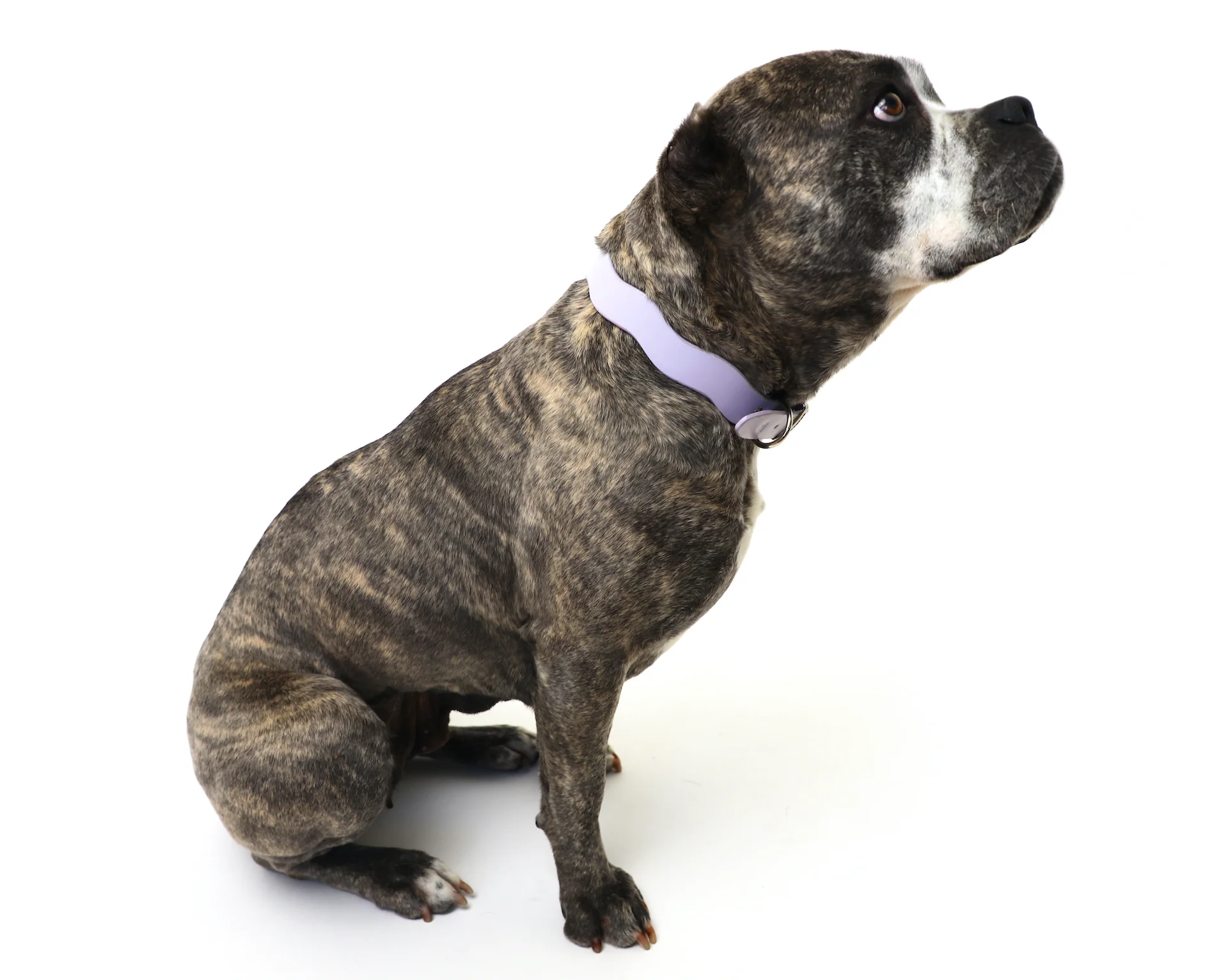 Dixie Vegan Leather Collar - Image 14