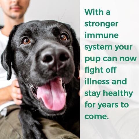 Dog Allergy & Immune Support Supplement by BestLife4Pets - Image 3