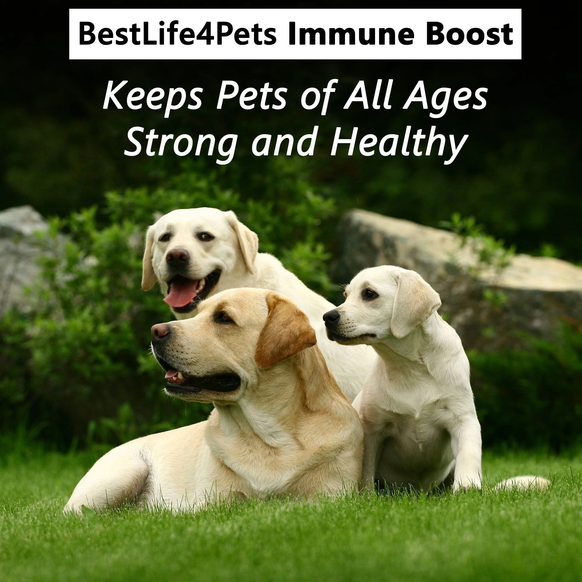 Dog Allergy & Immune Support Supplement by BestLife4Pets - Image 5