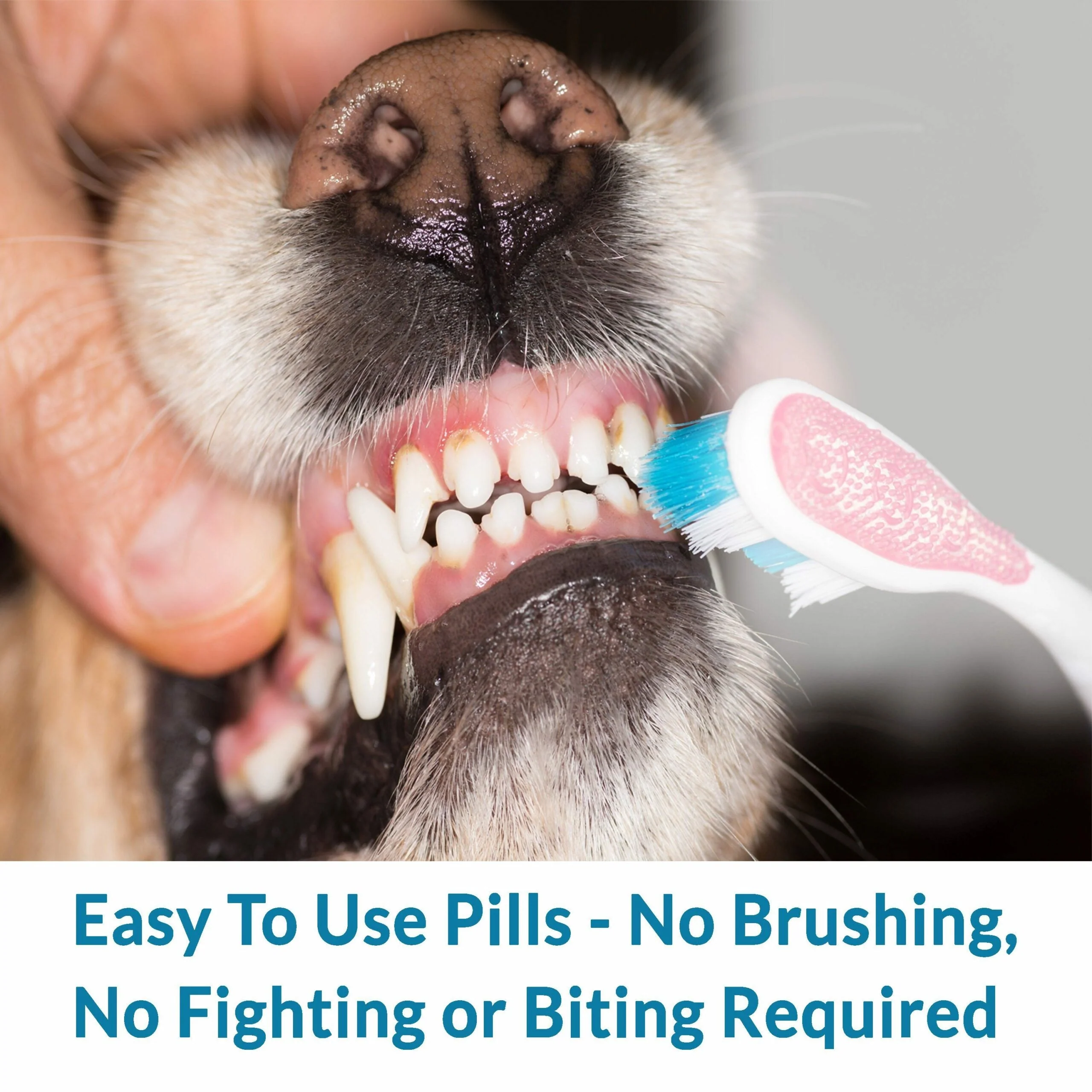 Dog Bad Breath & Dental Care Solution - Natural Remedy for Canine Oral Health by BestLife4Pets - Image 3