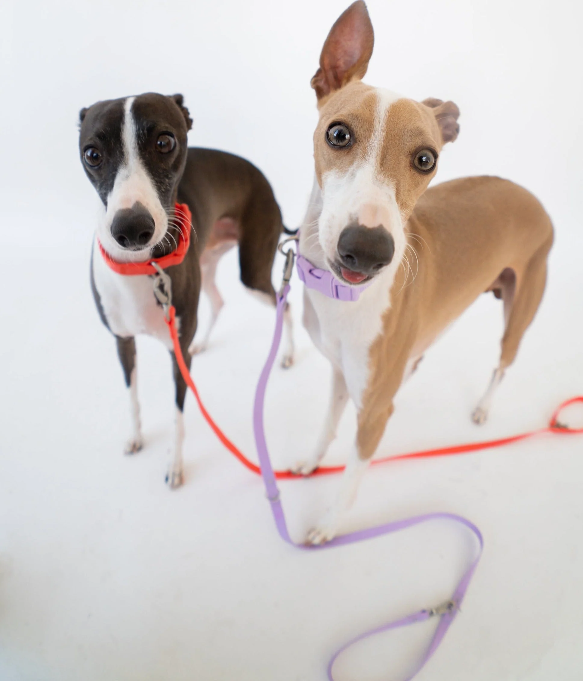 Dog Leash - Image 4