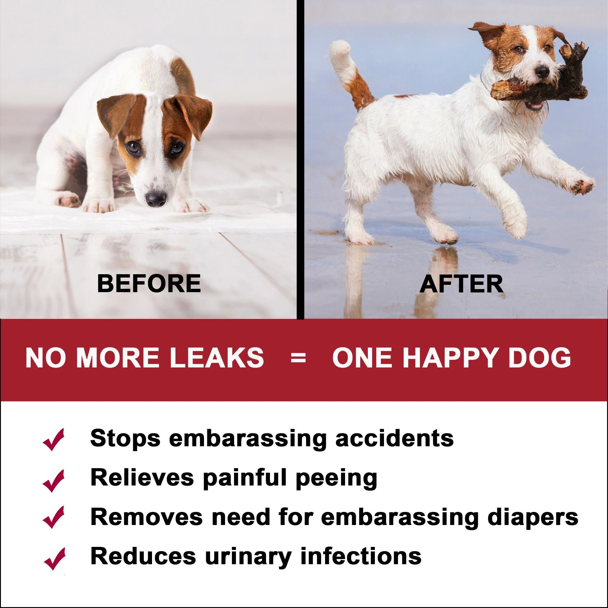 Dog UTI & Kidney Infection Treatment for Dogs by BestLife4Pets - Image 3