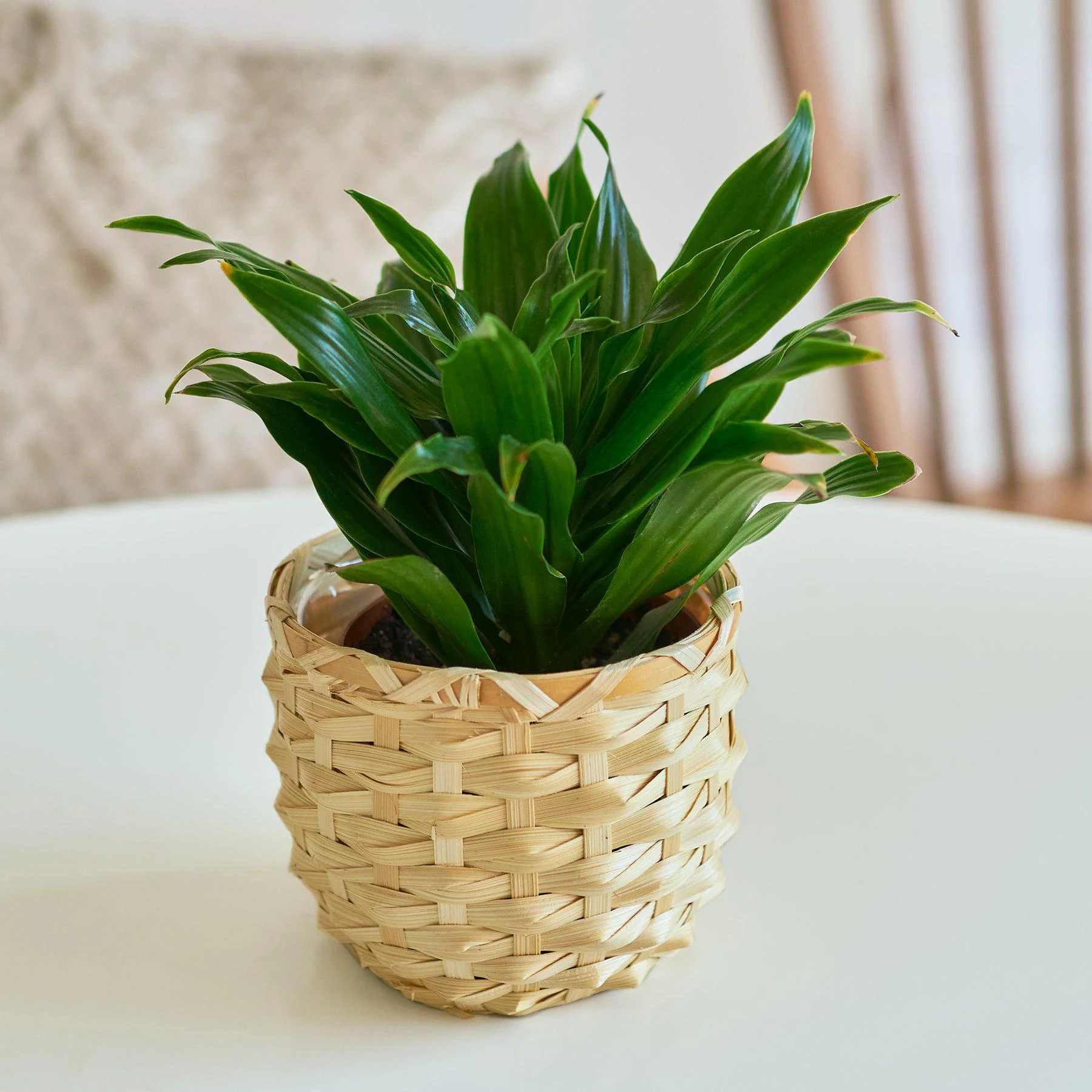 Dracaena 'Janet Craig' - Image 3