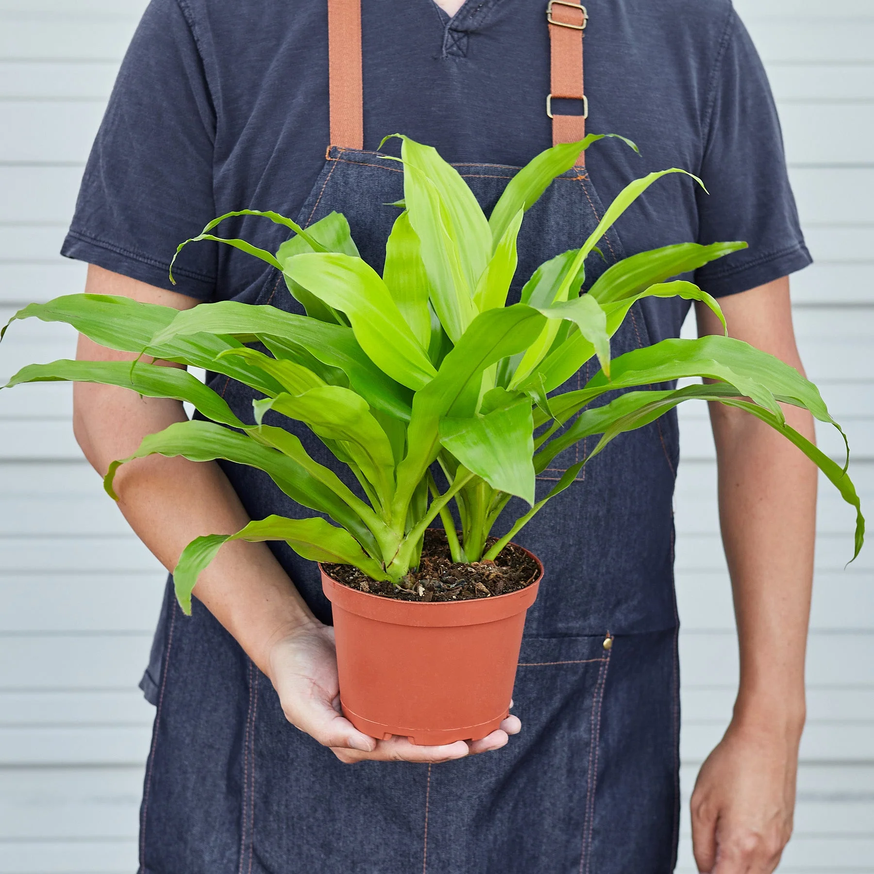 Dracaena 'Lime Light' - Image 3