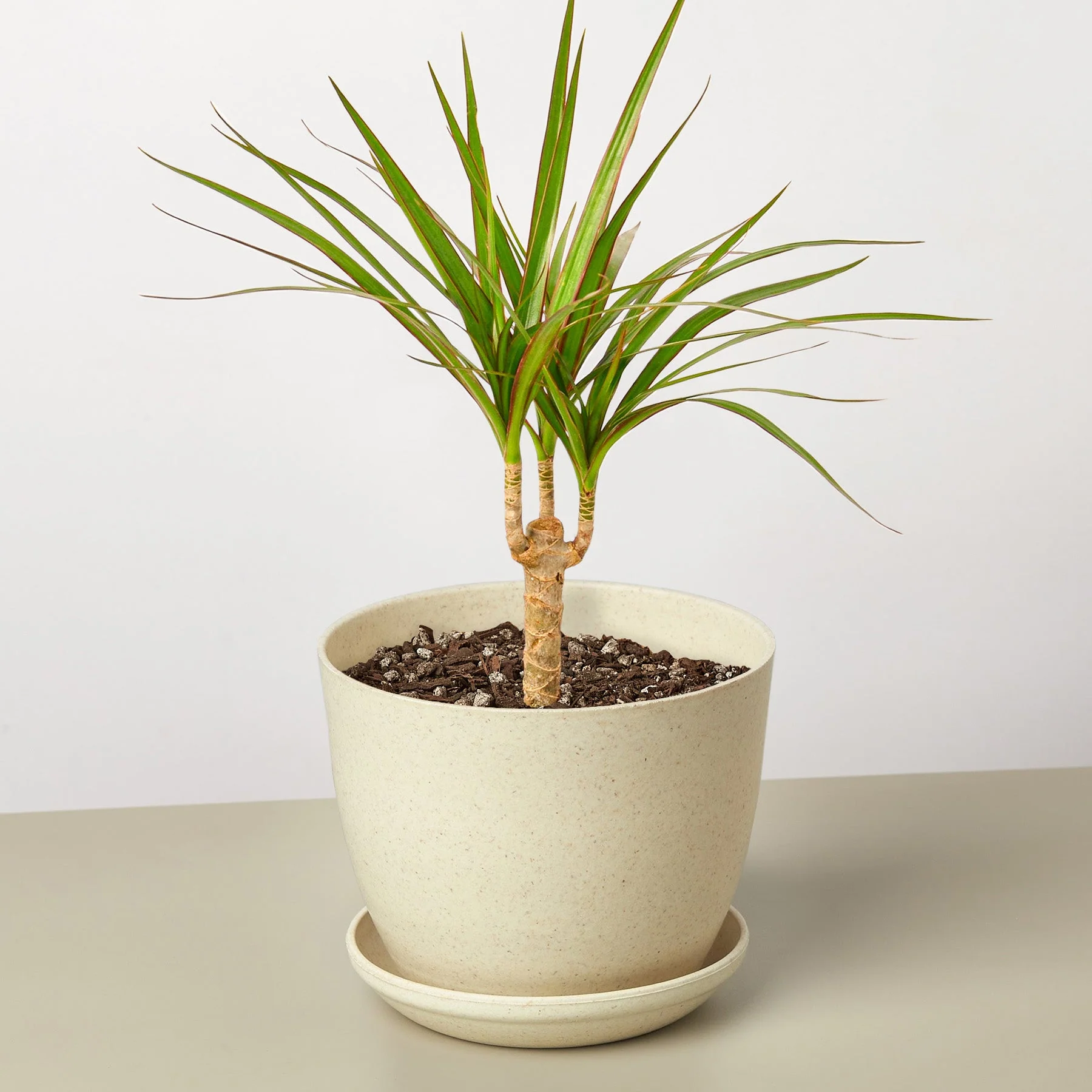 Dracaena 'Marginata Cane' - Image 5