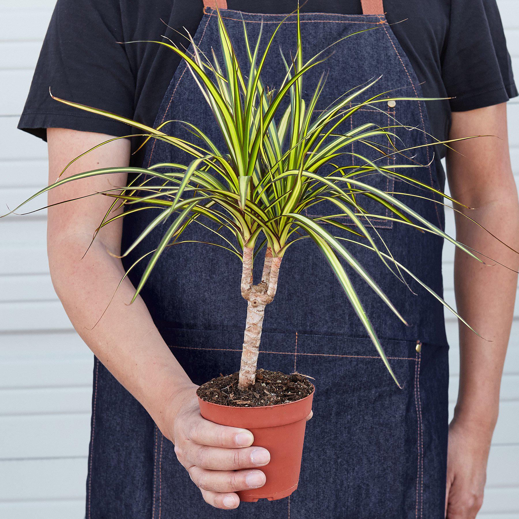 Dracaena Marginata 'Sunshine' - Image 3