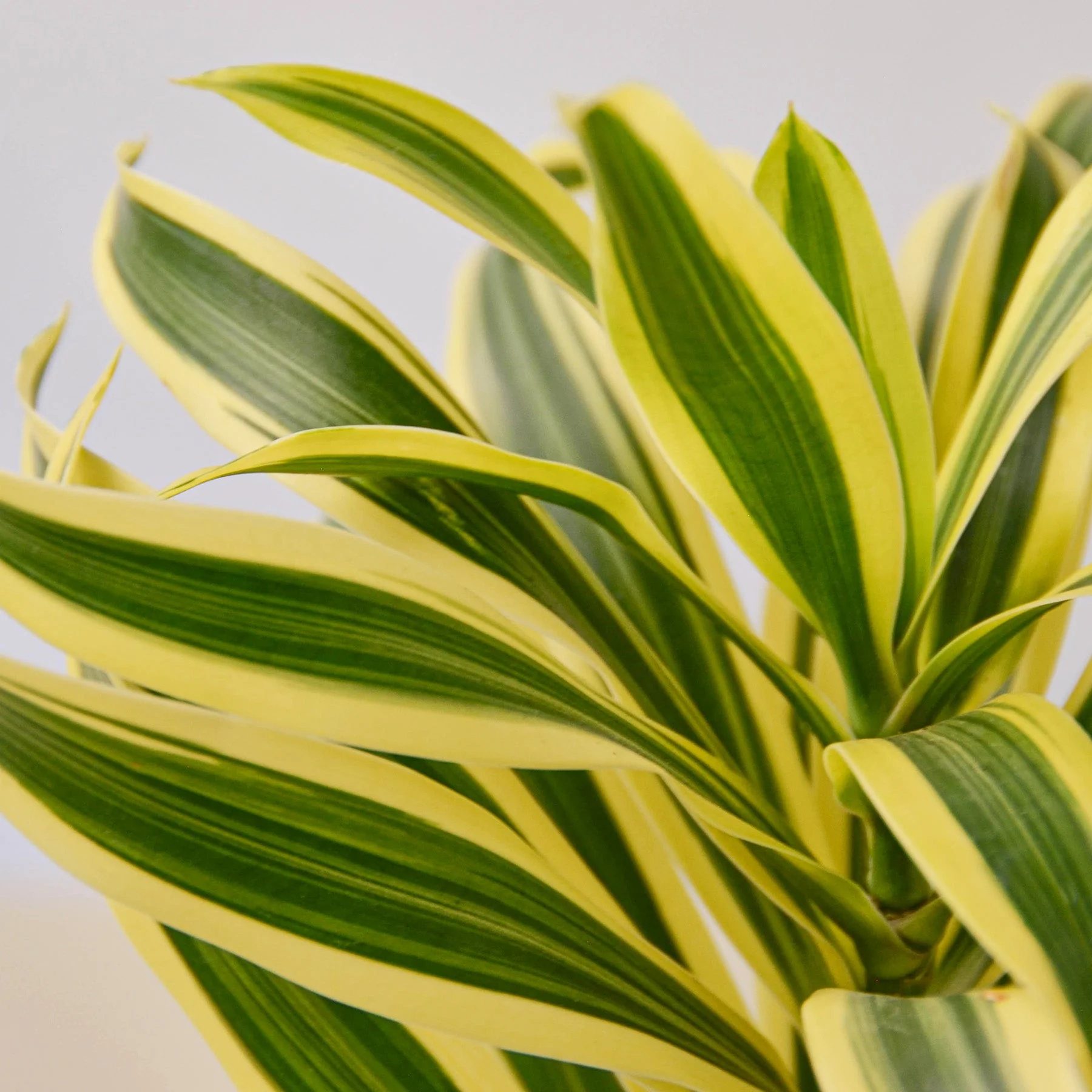 Dracaena Song of India - Image 2