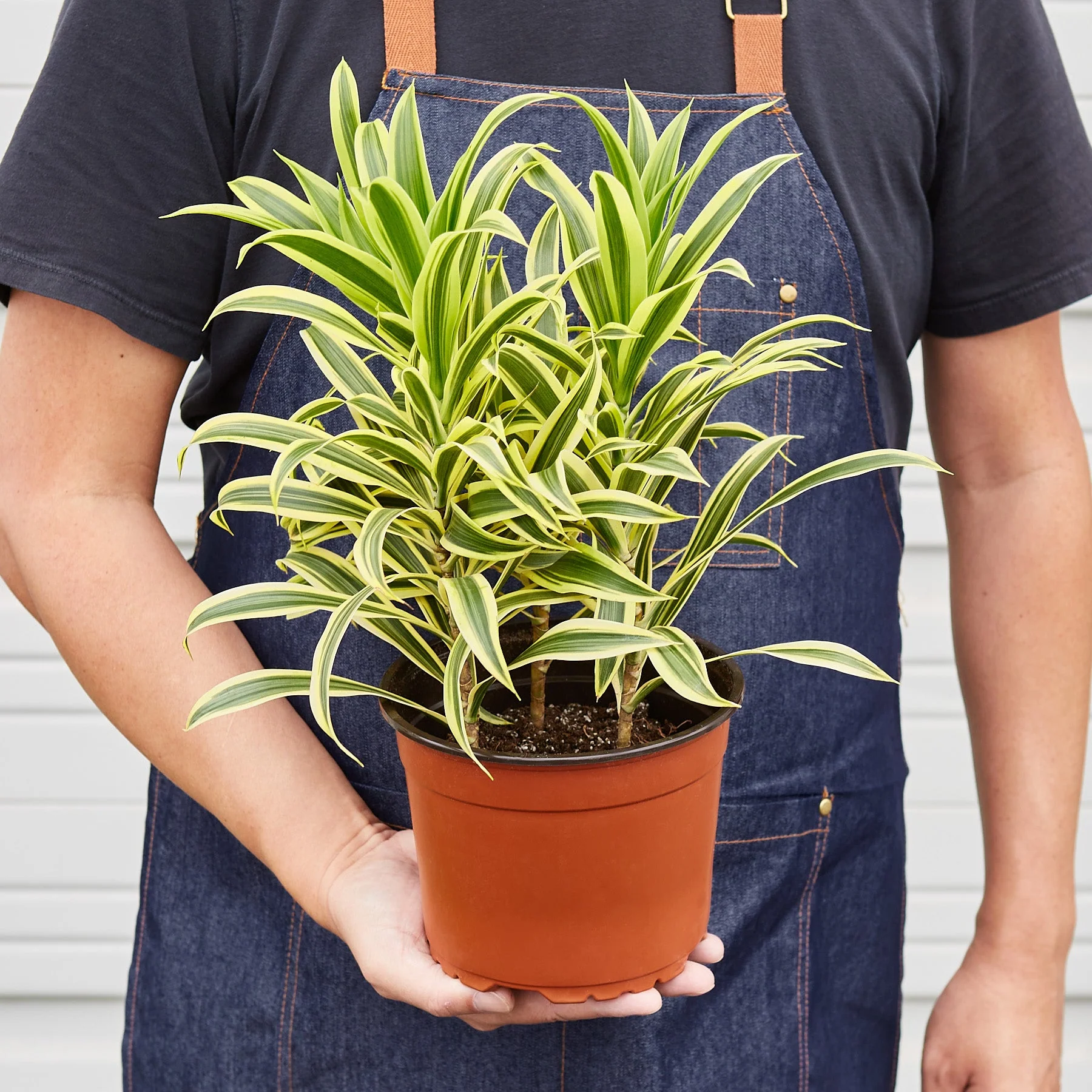 Dracaena Song of India - Image 5