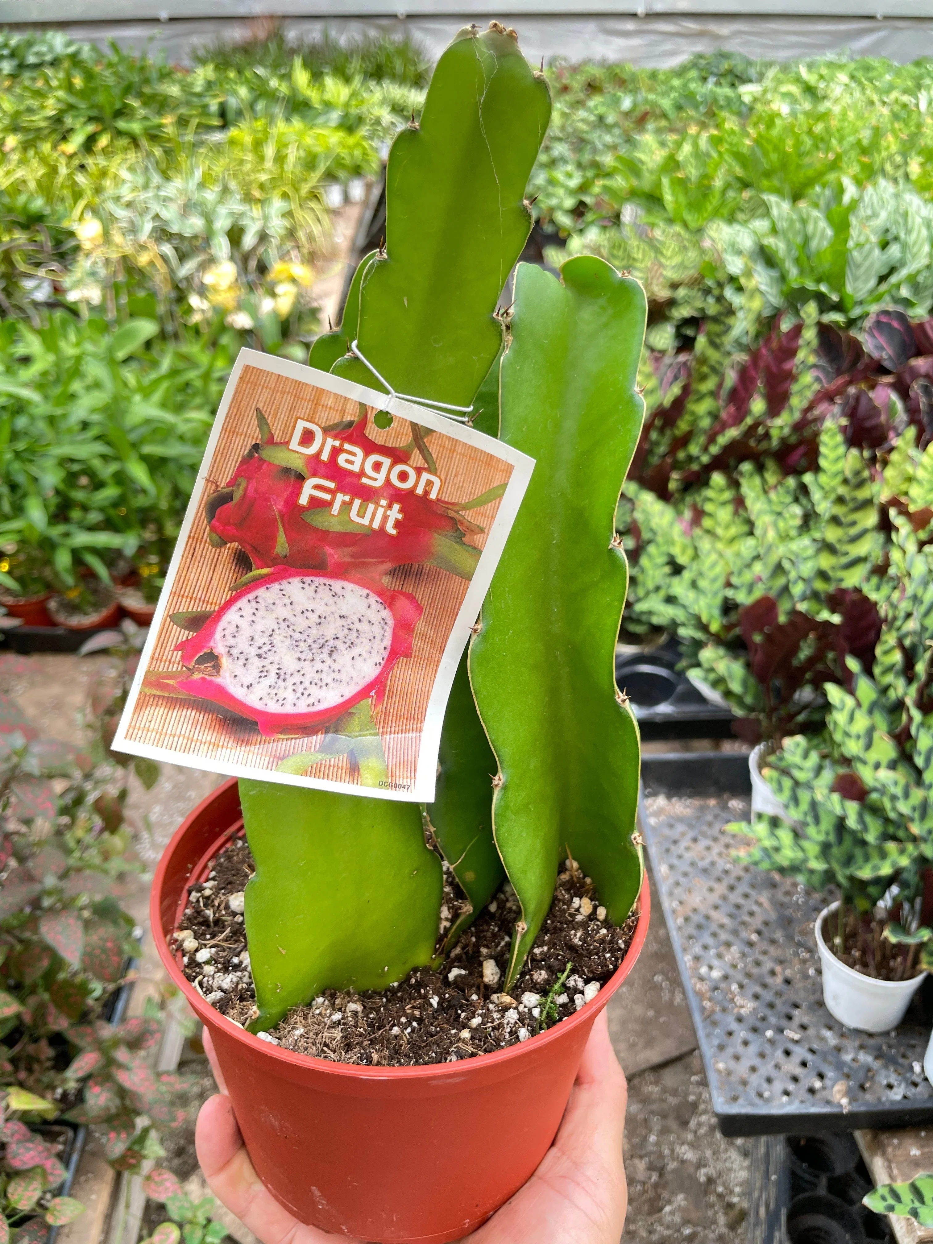 Dragon Fruit (Pitaya) - Image 3