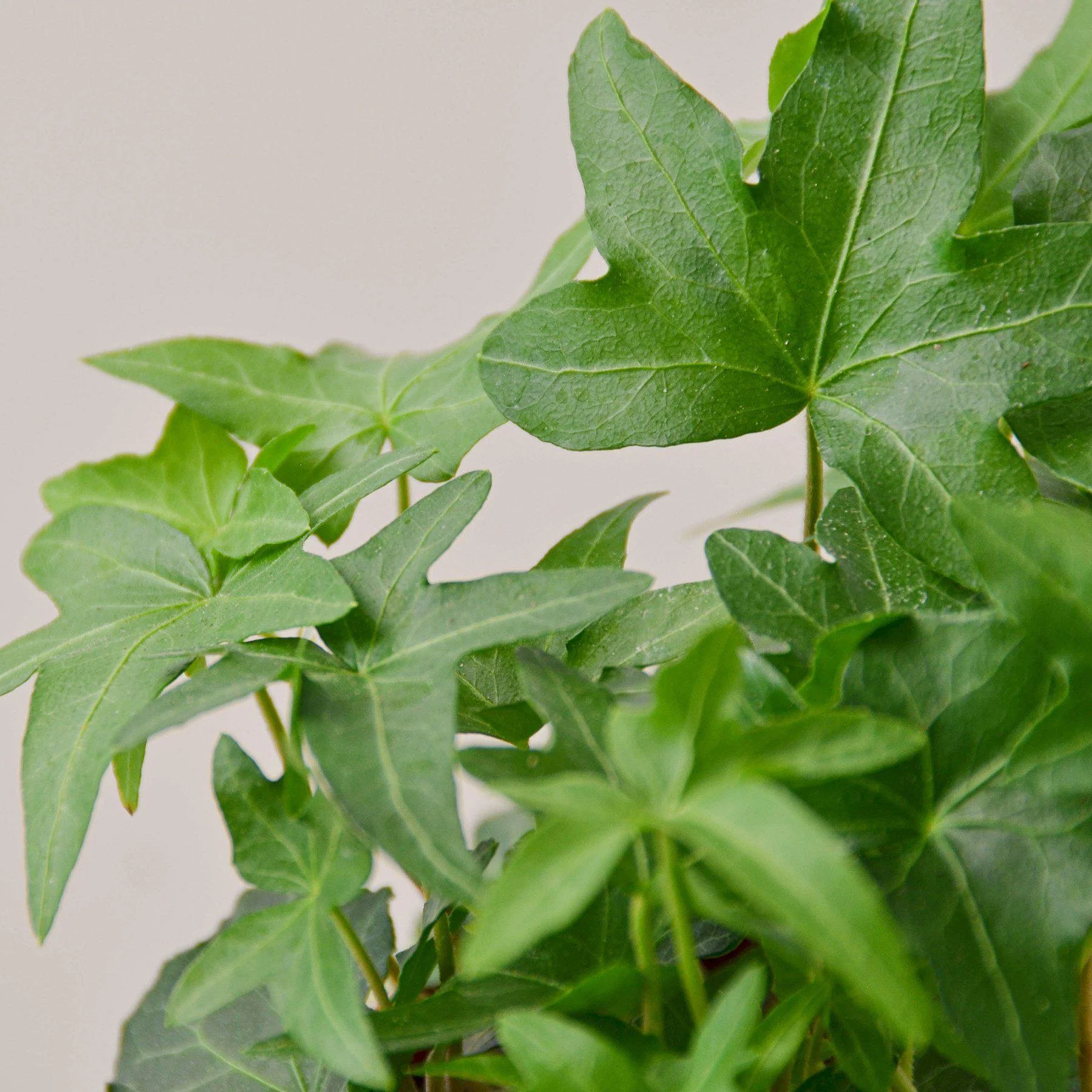 English Ivy 'Green California' - Image 2