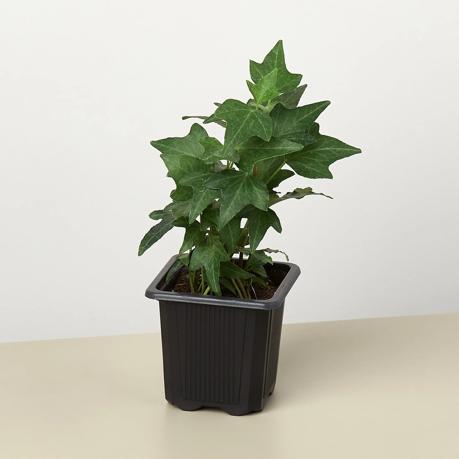 English Ivy 'Green California' - Image 8