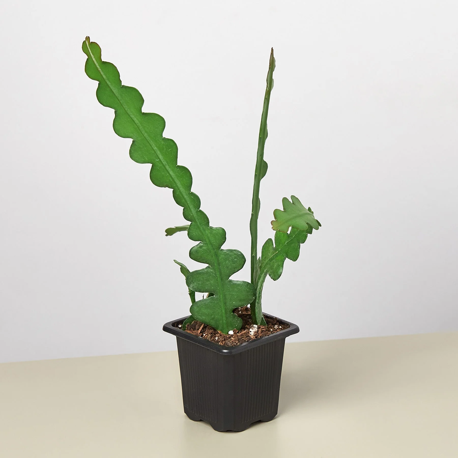 Epiphyllum 'Ric Rac' Cactus - Image 4