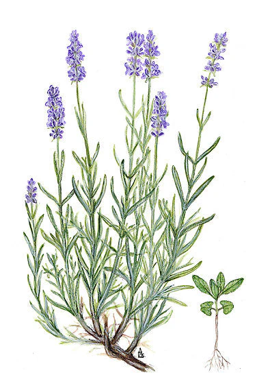 Essential Oil Blend Balancing (Rose Geranium Lavender) by Heliotrope San Francisco - Image 3