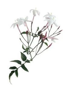 Essential Oil Blend Euphoric (Jasmine Mimosa) by Heliotrope San Francisco - Image 2