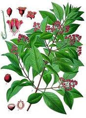 Essential Oil Blend Meditative (Sandalwood Myrrh) by Heliotrope San Francisco - Image 2