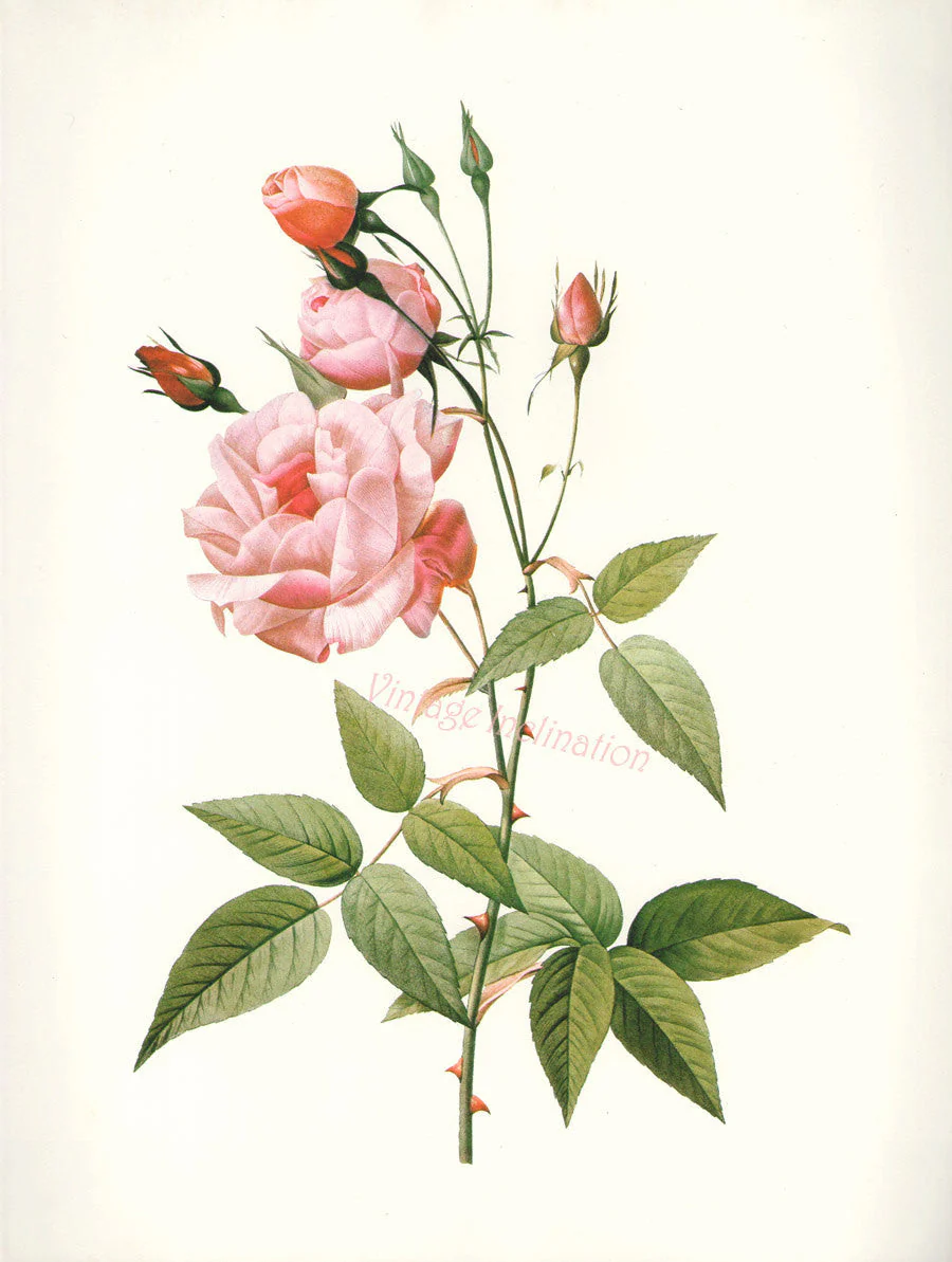 Essential Oil Blend Rejuvenating (Rose Ylang Ylang) by Heliotrope San Francisco - Image 2
