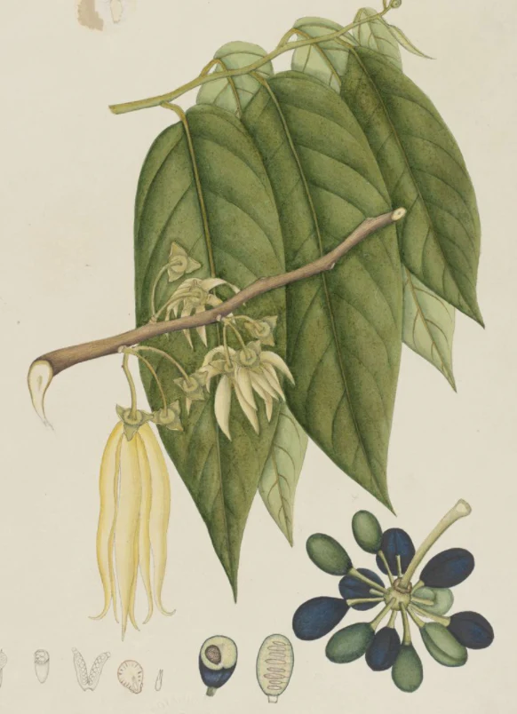 Essential Oil Blend Rejuvenating (Rose Ylang Ylang) by Heliotrope San Francisco - Image 3