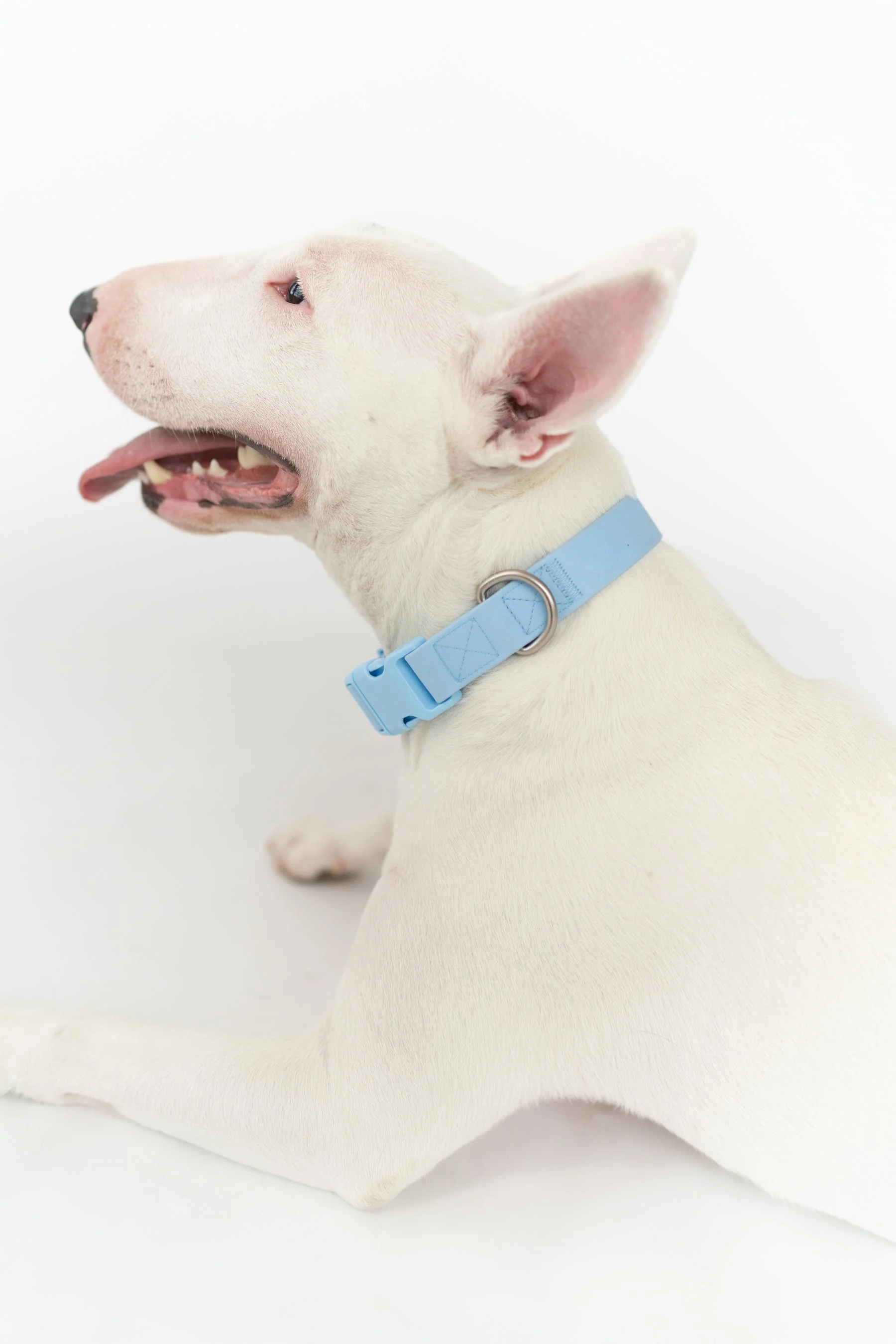 Extra Large Dog Collar - Image 3
