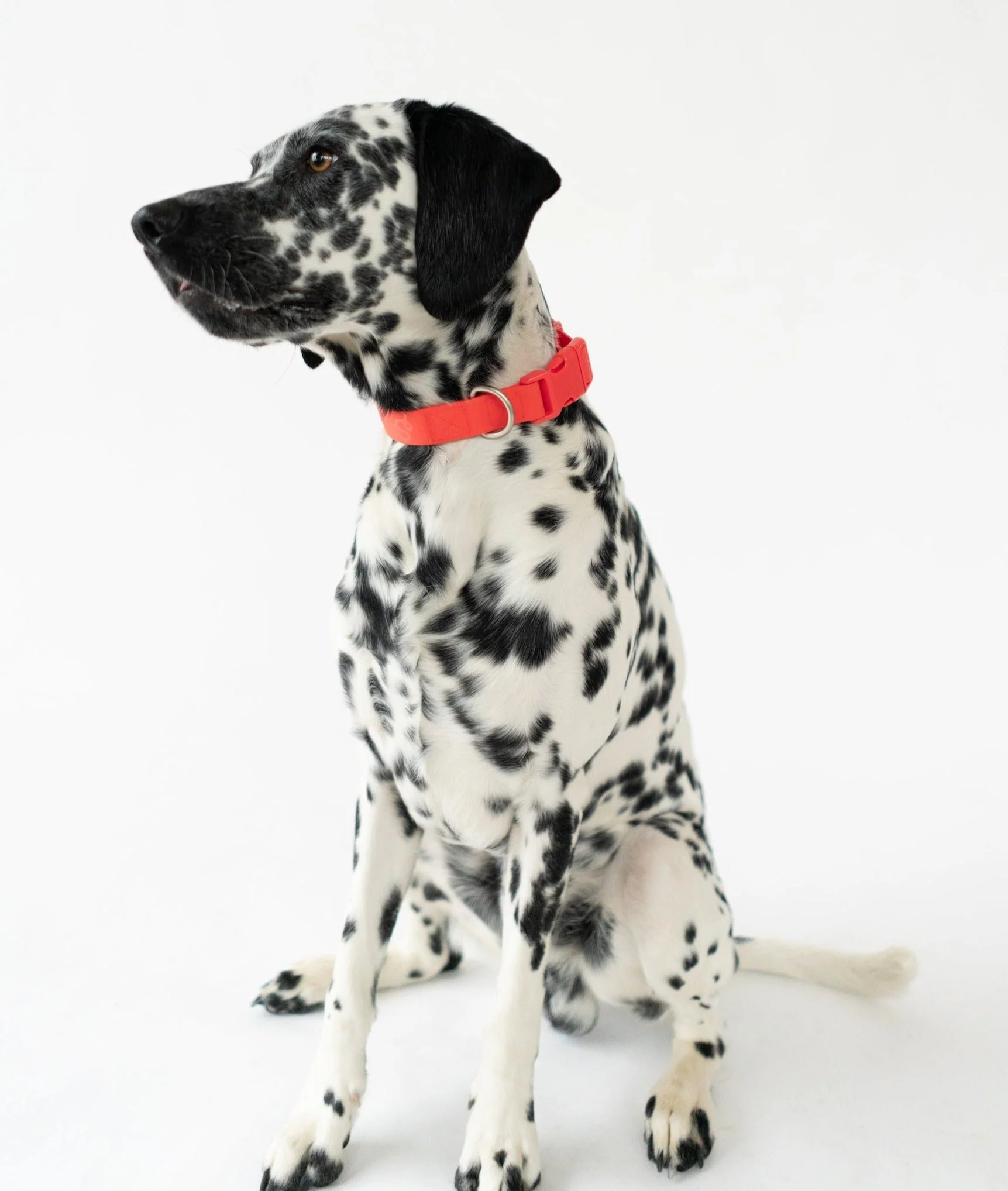 Extra Large Dog Collar - Image 6