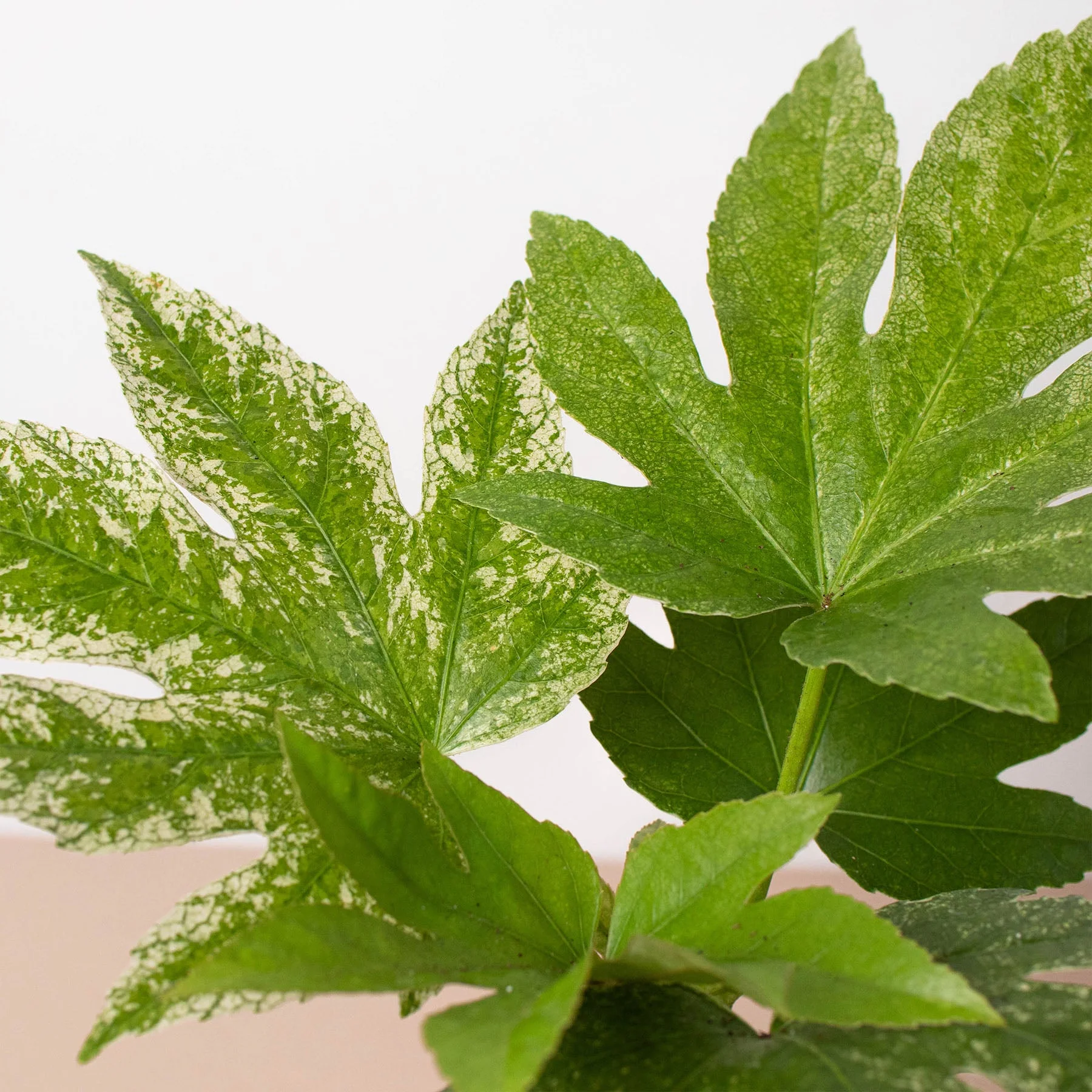 Fatsia 'Spider's Web' - Image 2