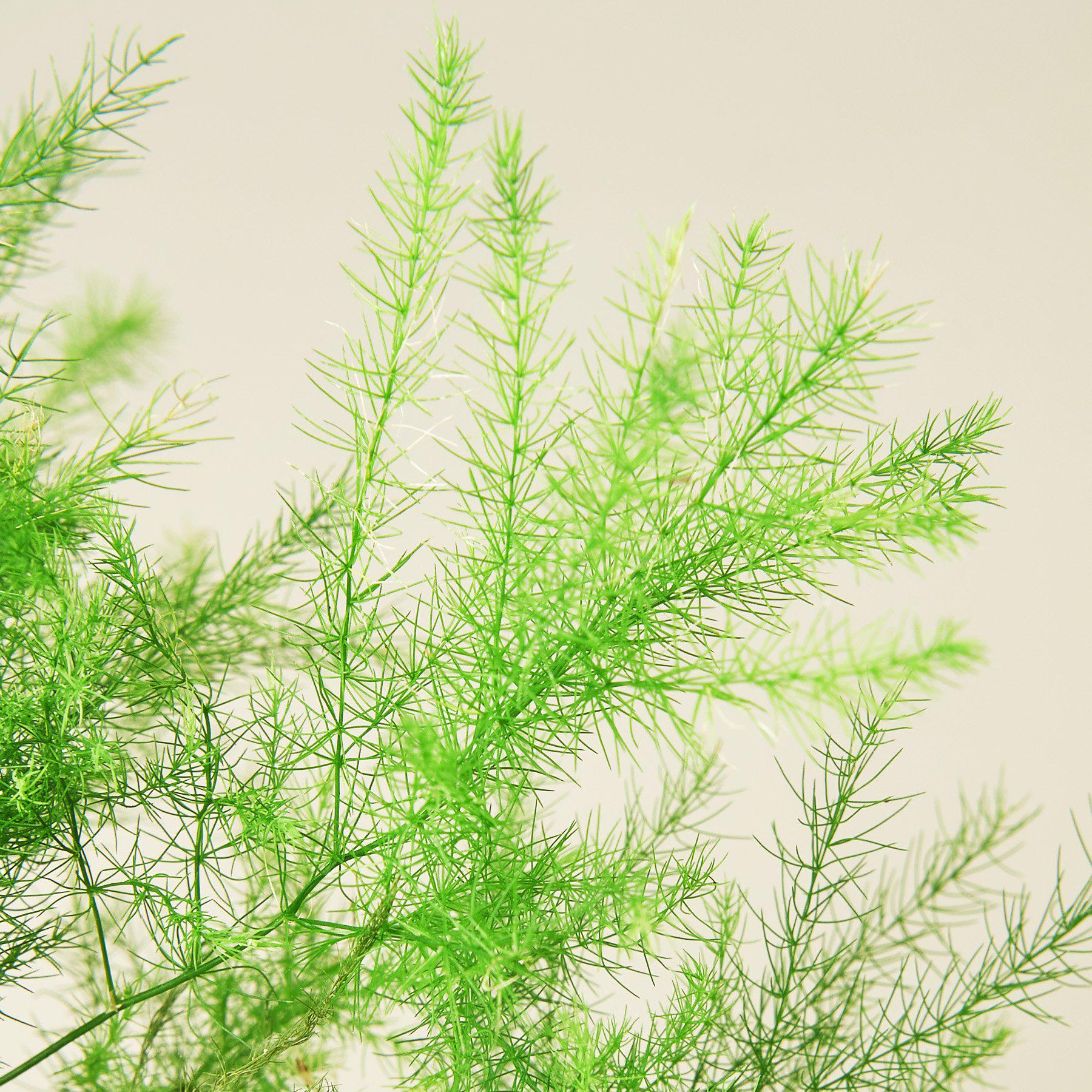Fern 'Asparagus' - Image 5