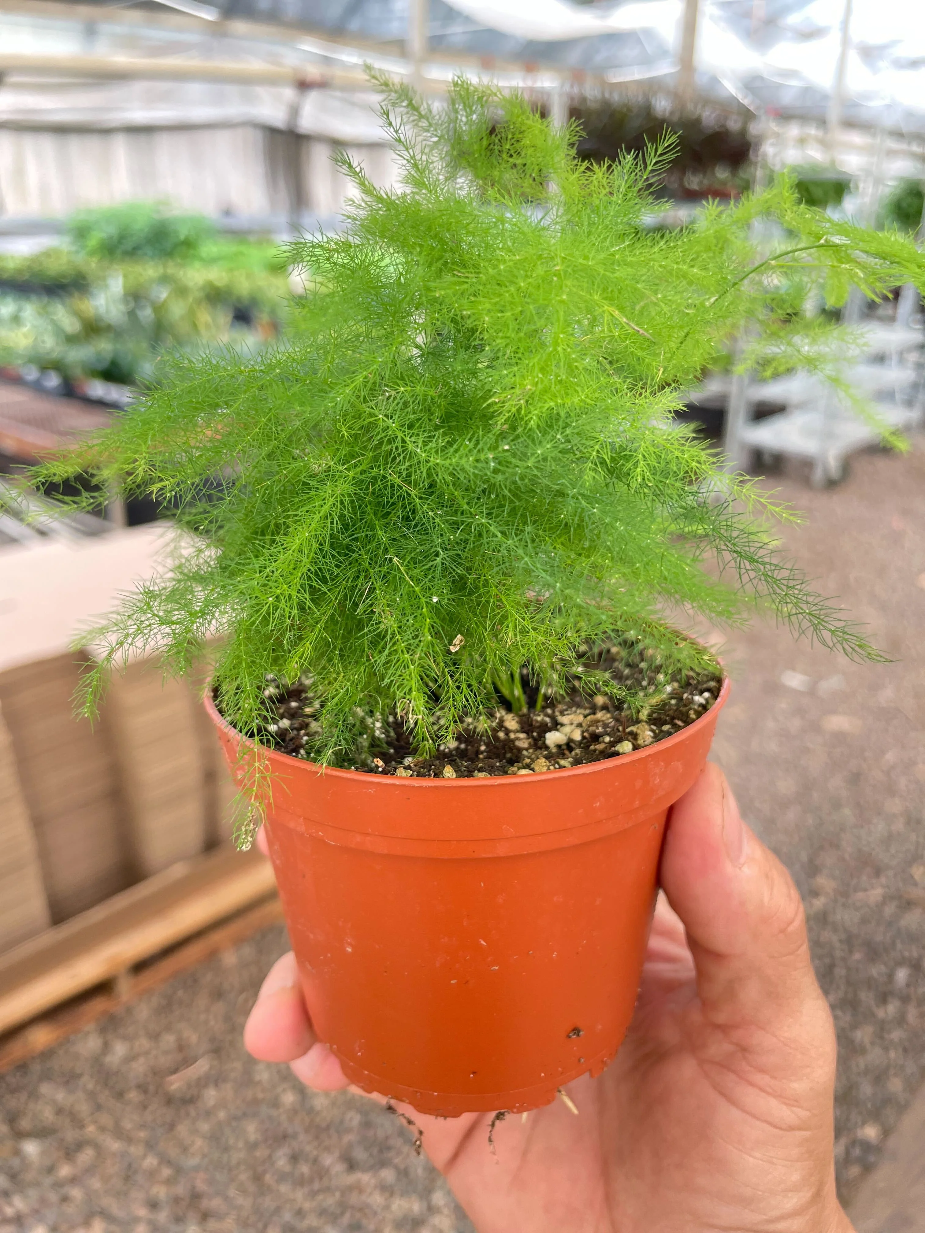 Fern 'Asparagus' - Image 9