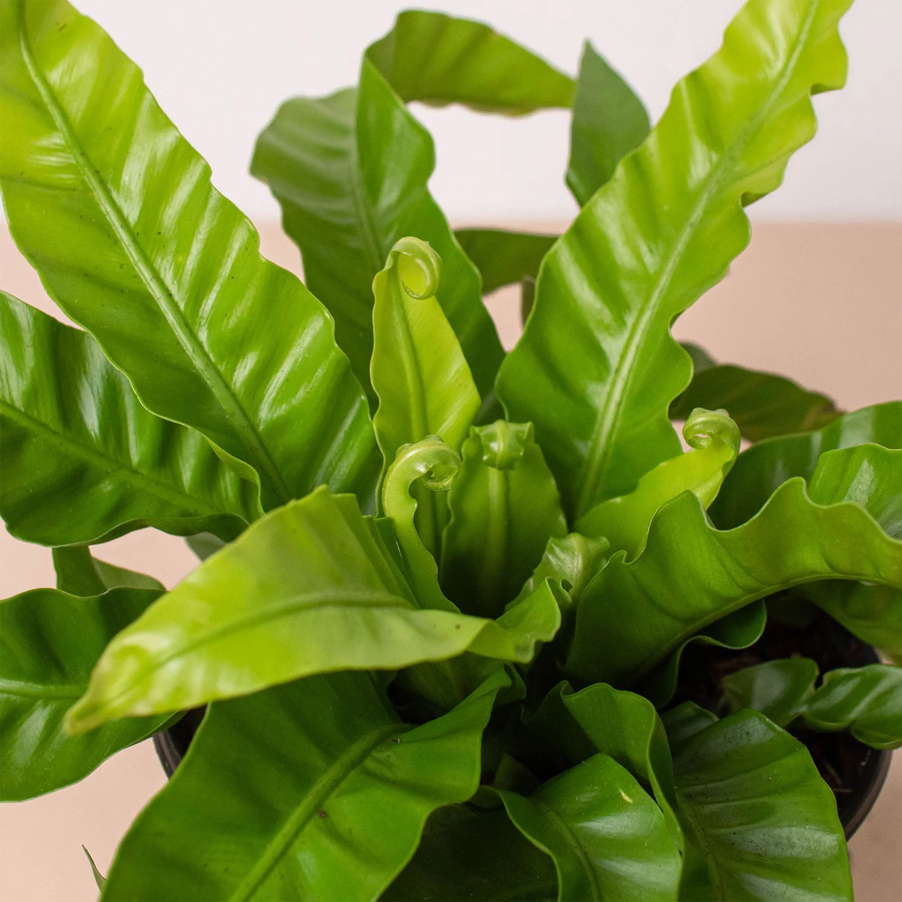Fern 'Bird's Nest Hurricane' - Image 2