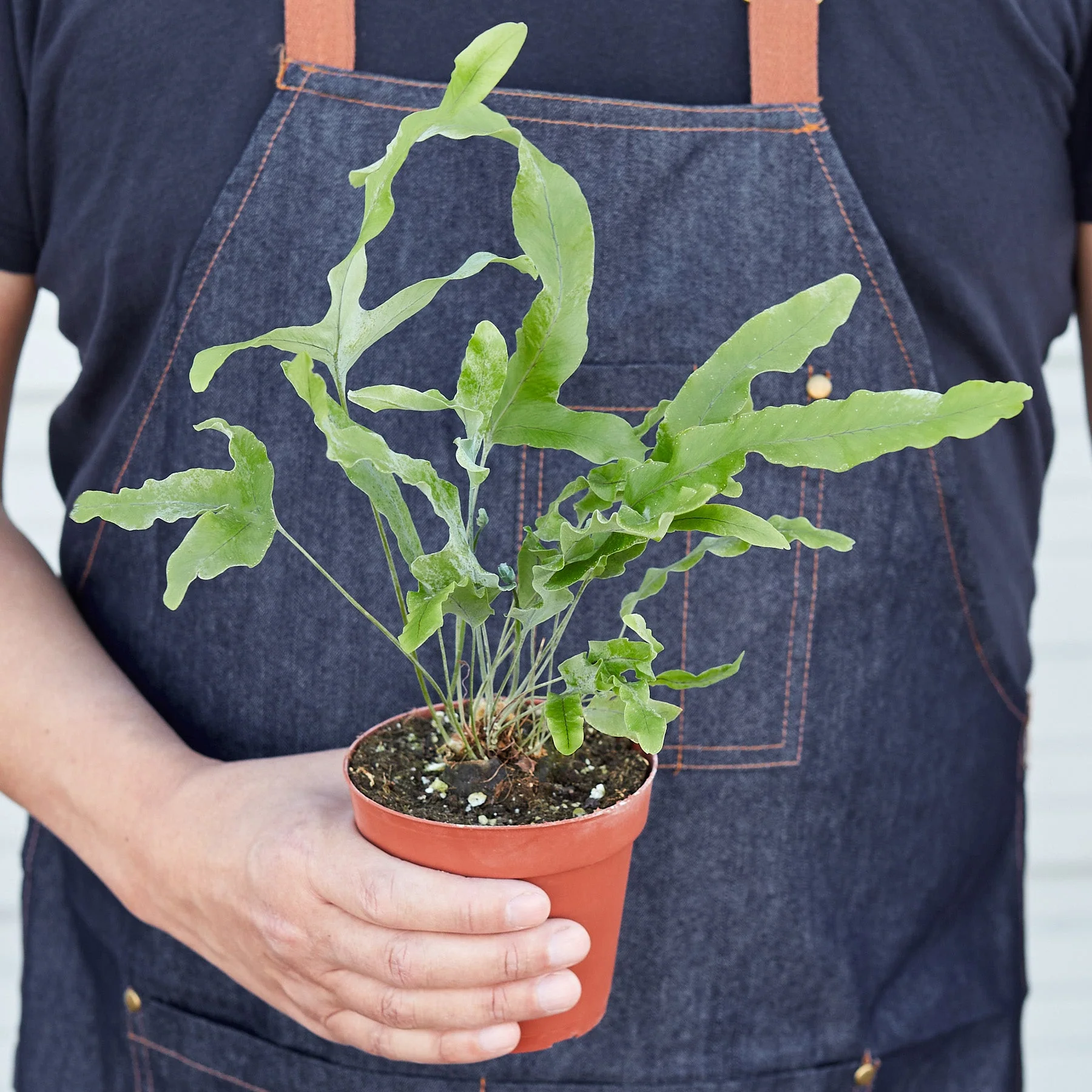 Fern 'Blue Star' - Image 7