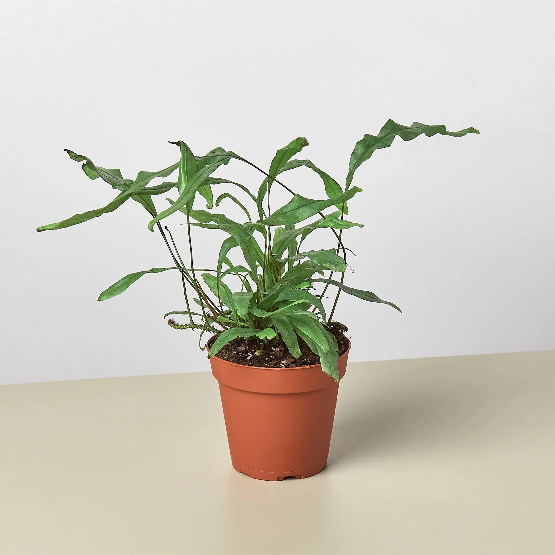 Fern 'Kangaroo Paw' - Image 4