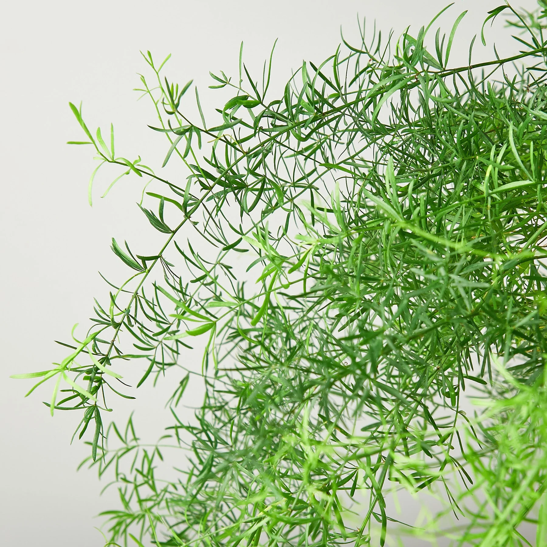 Fern 'Sprengeri' - Image 3