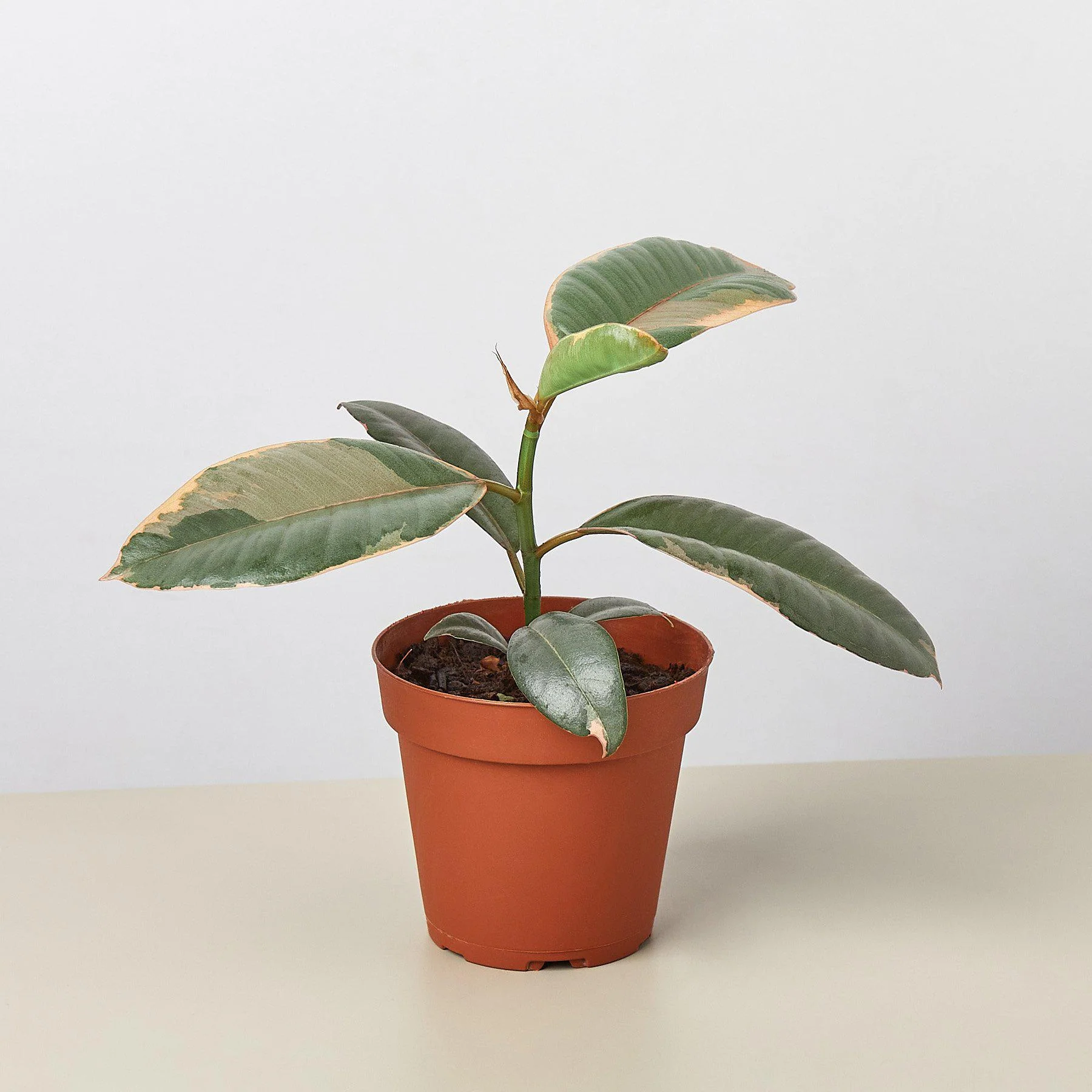 Ficus Elastica 'Ruby Pink' - Image 4