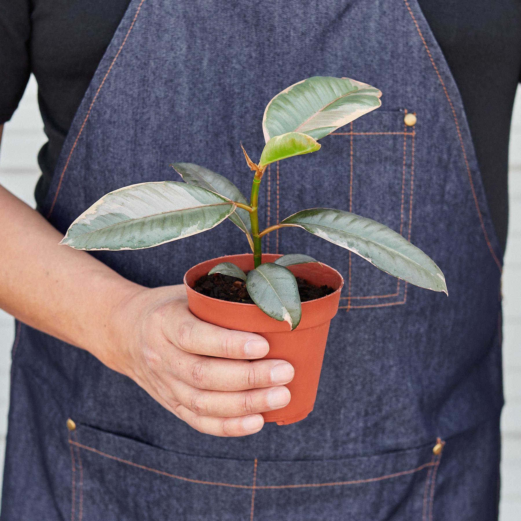 Ficus Elastica 'Ruby Pink' - Image 5