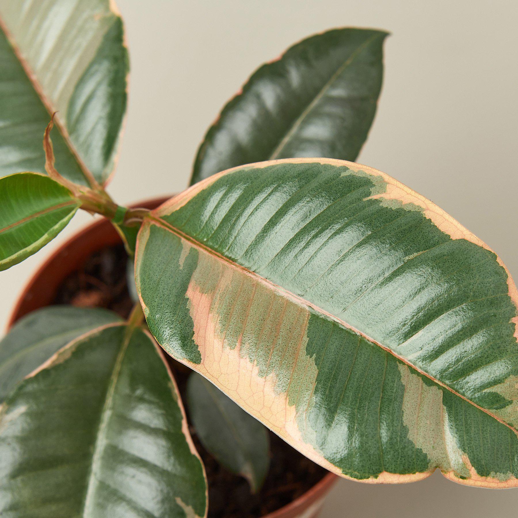 Ficus Elastica 'Ruby Pink' - Image 6