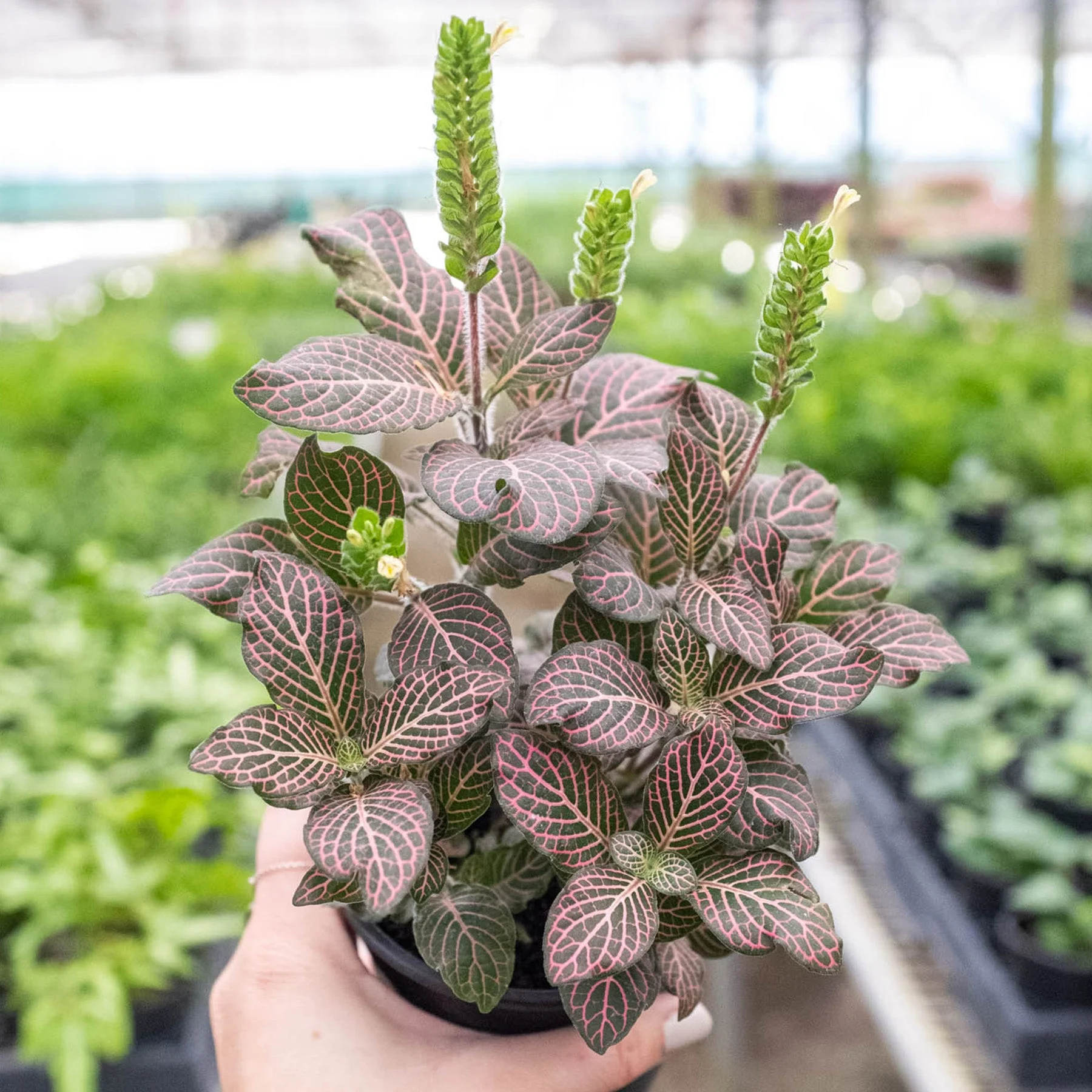 Fittonia 'Pink' - Image 7