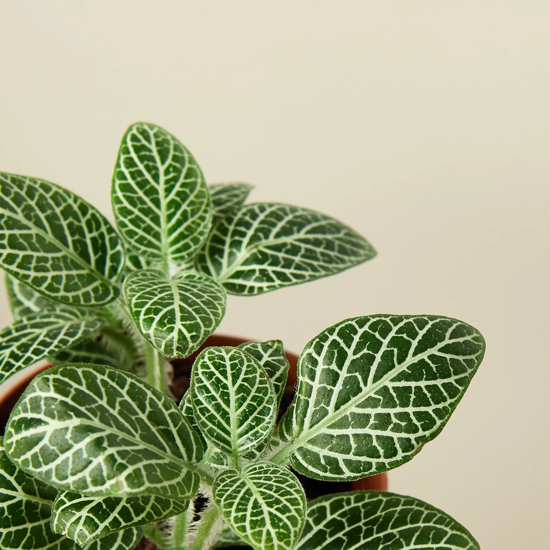 Fittonia 'White' - Image 2