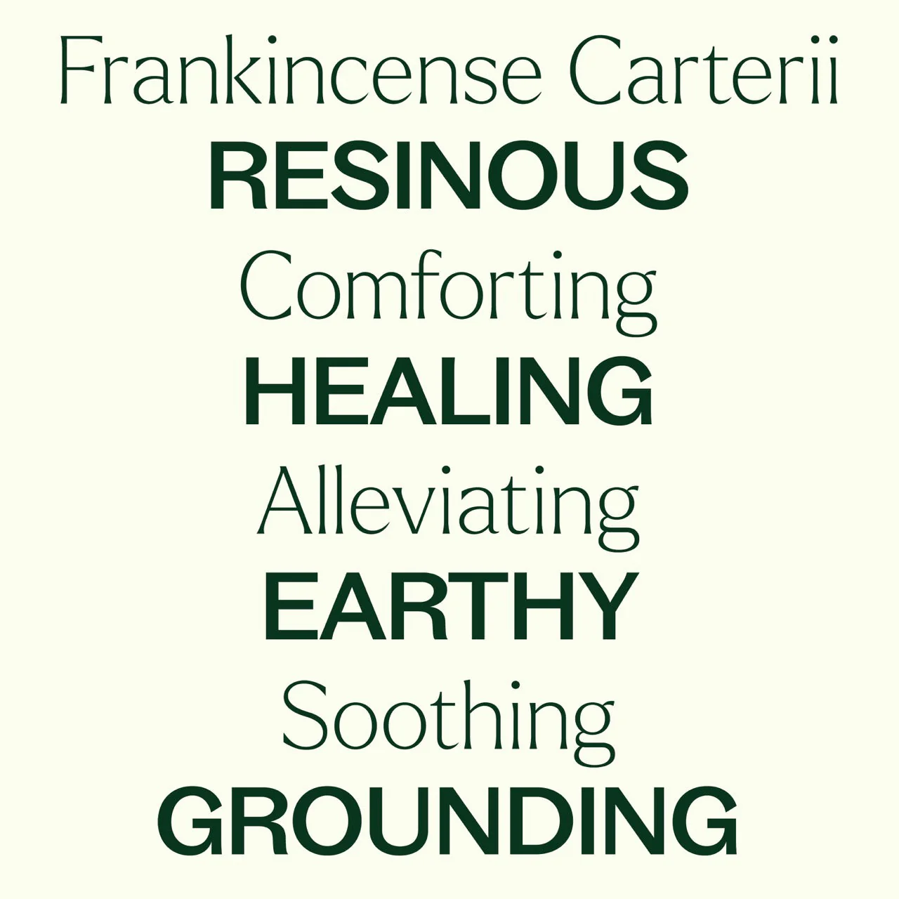 Frankincense Carterii Essential Oil - Image 3