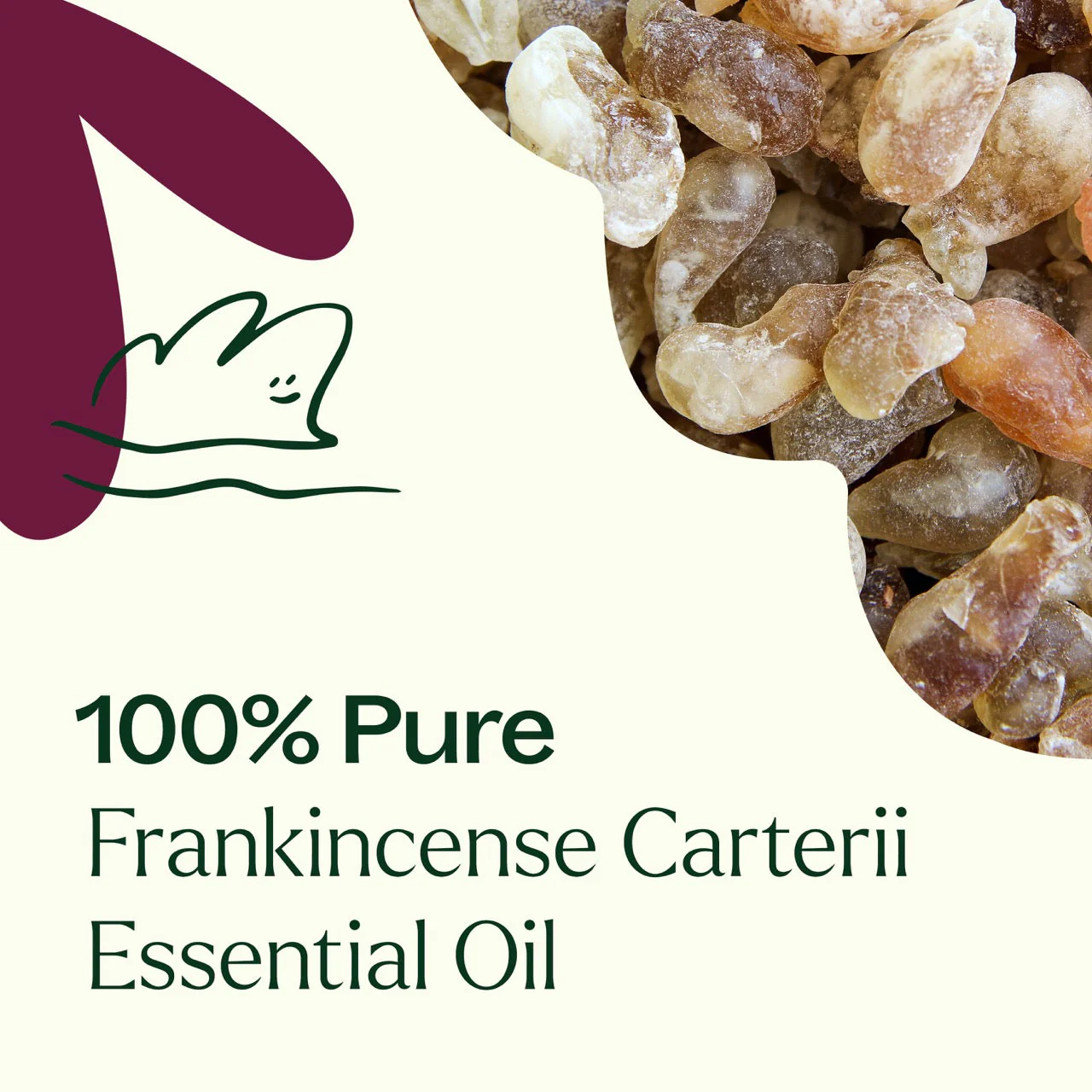 Frankincense Carterii Essential Oil - Image 4