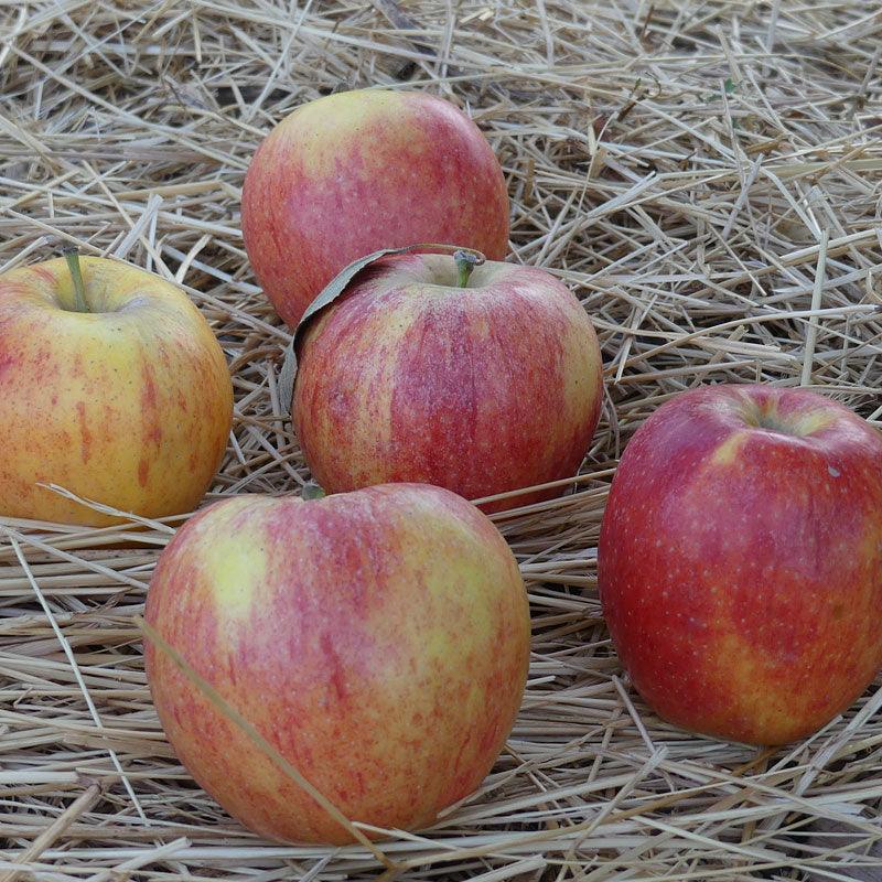Gala Apple Tree - Image 3