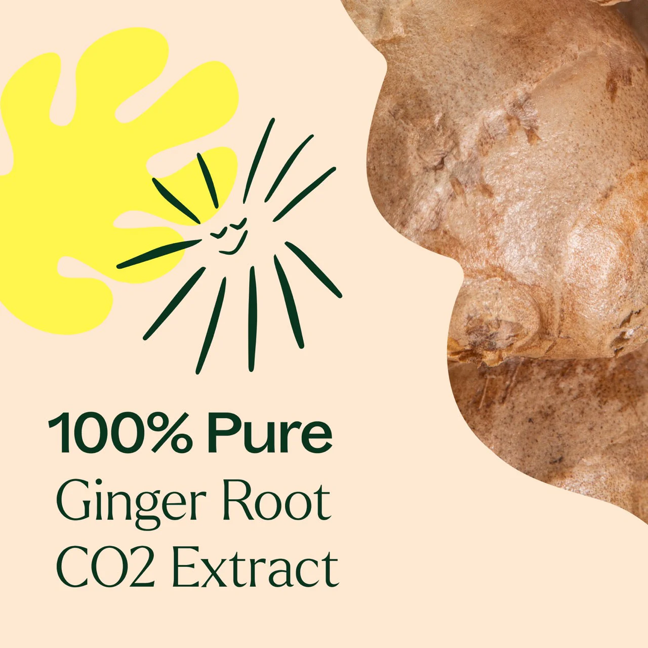 Ginger Root CO2 Extract - Image 4