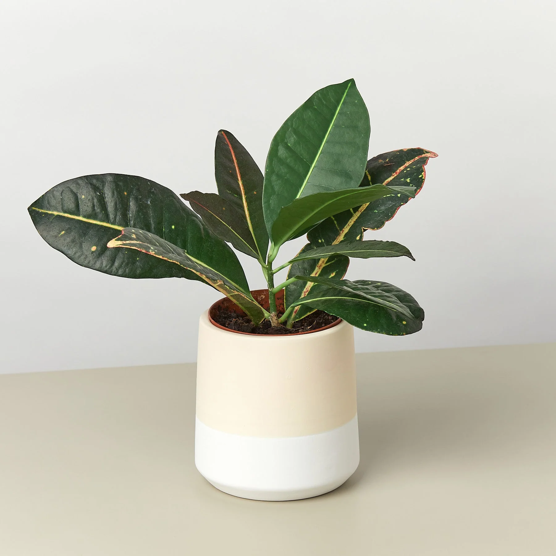 Gradient Cylinder Pot - 5 Inch - Image 5