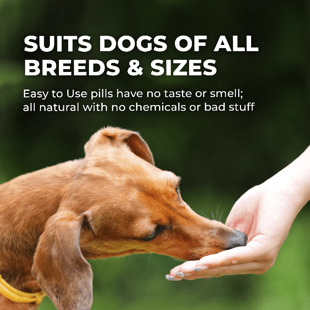 Healthy Skin & Coat for Dogs by BestLife4Pets - Image 7