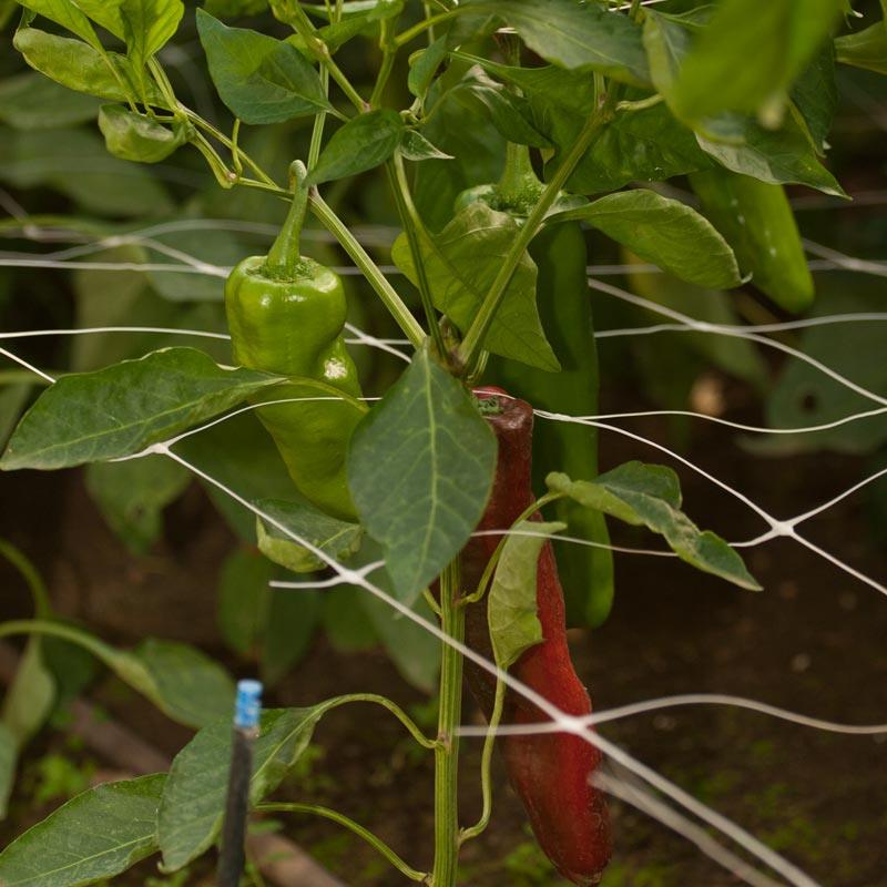 Hortonova Trellis (6 1/2' x 100') - Image 2