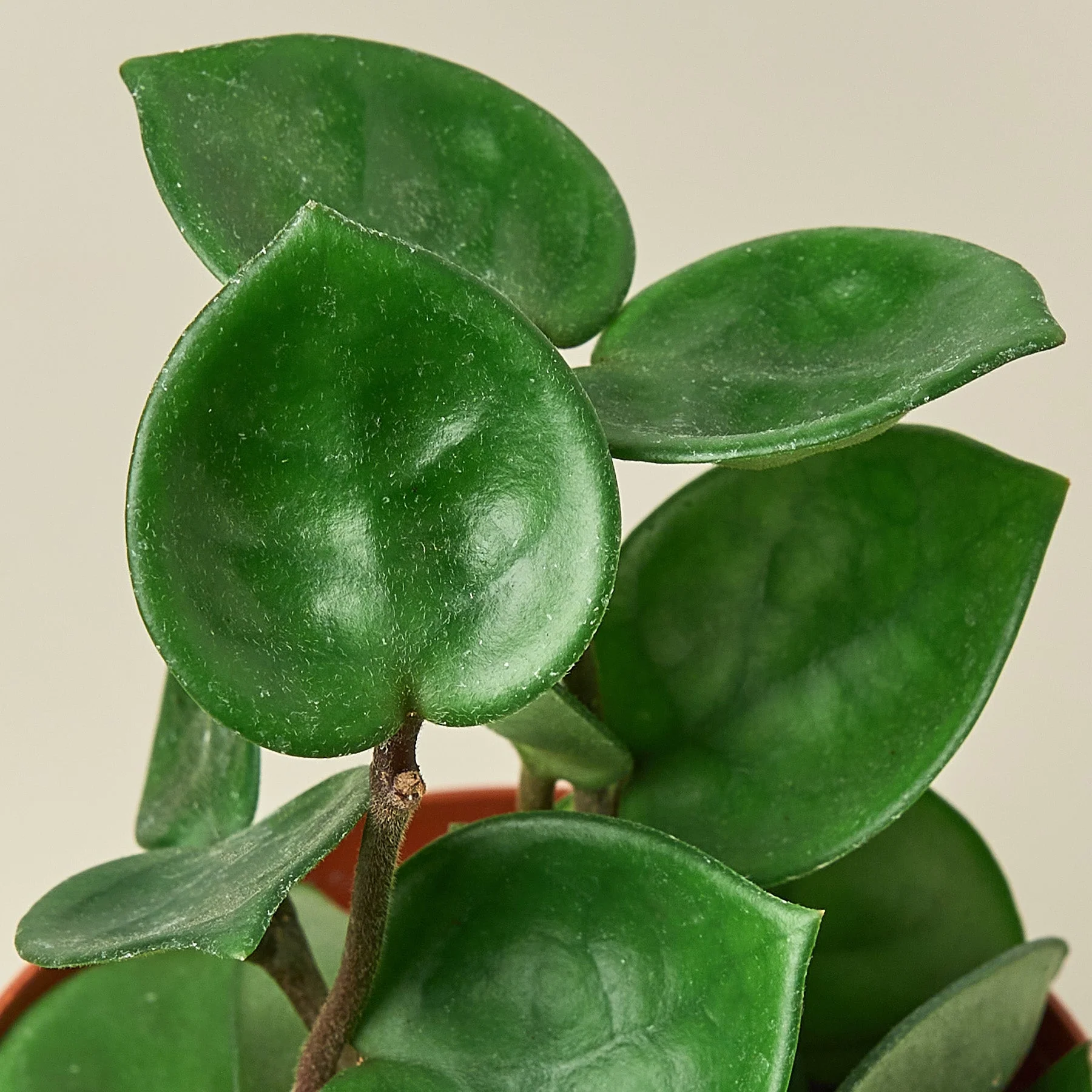 Hoya Carnosa 'Chelsea' - Image 2