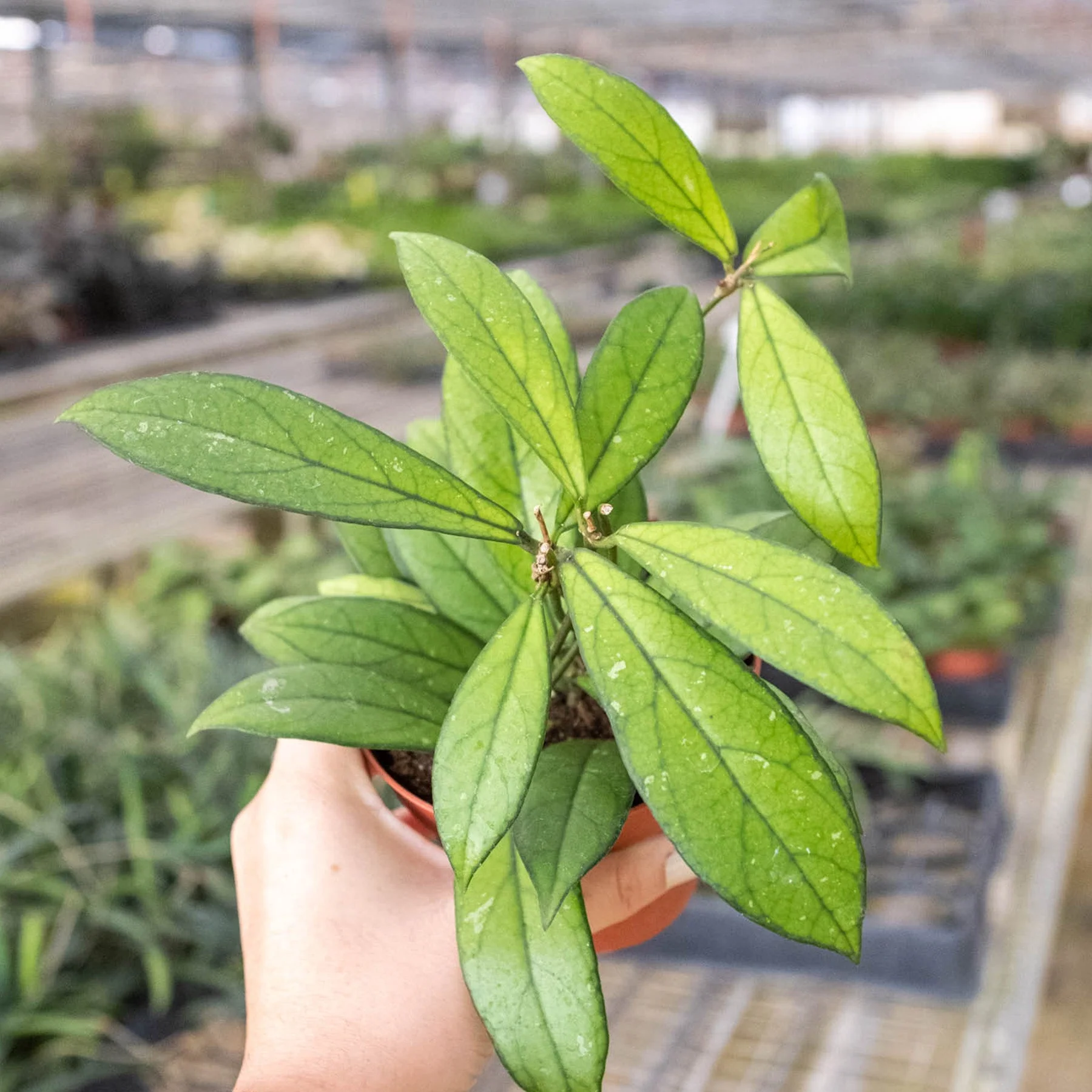 Hoya 'Crassipetiolata' - Image 3