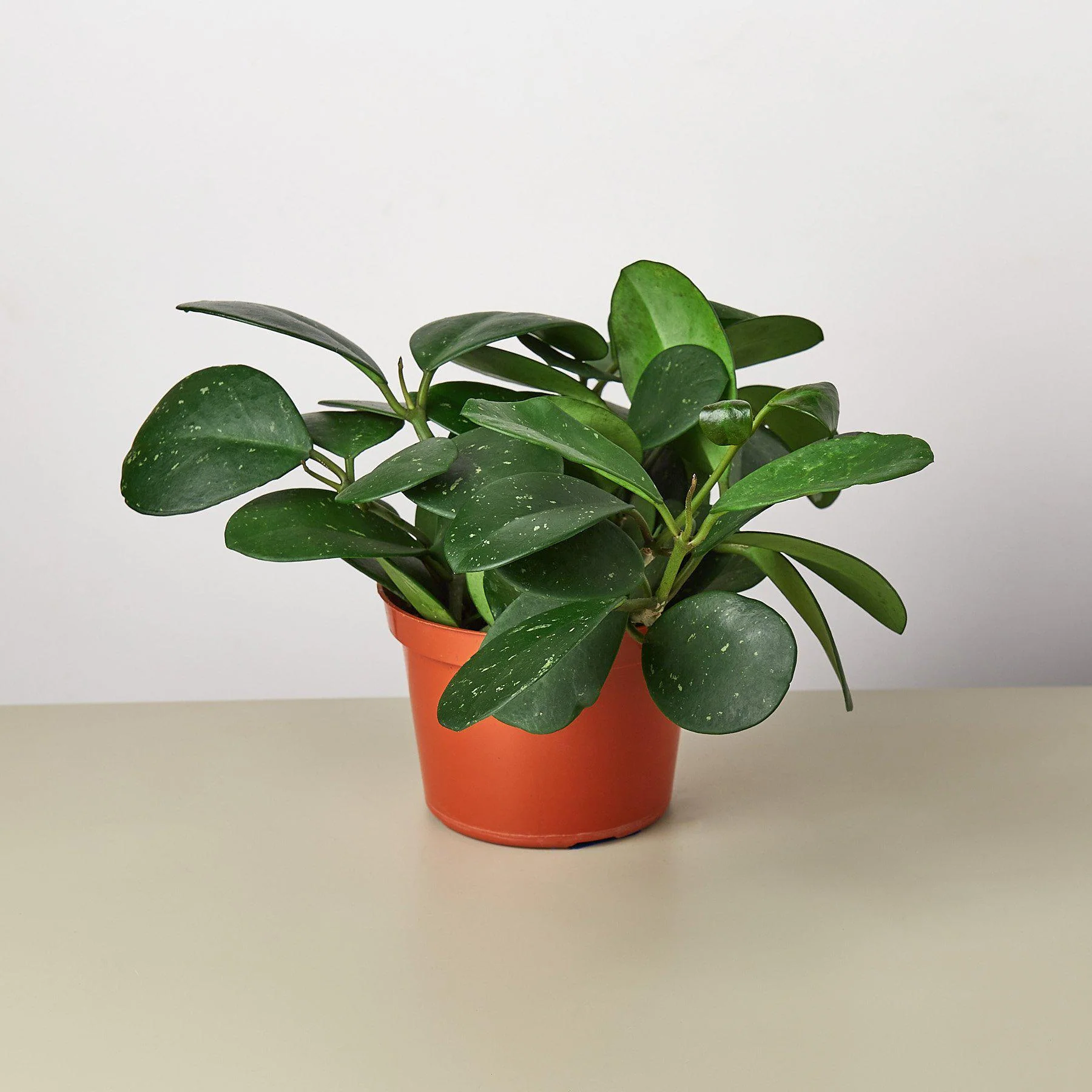 Hoya Obovata - Image 4