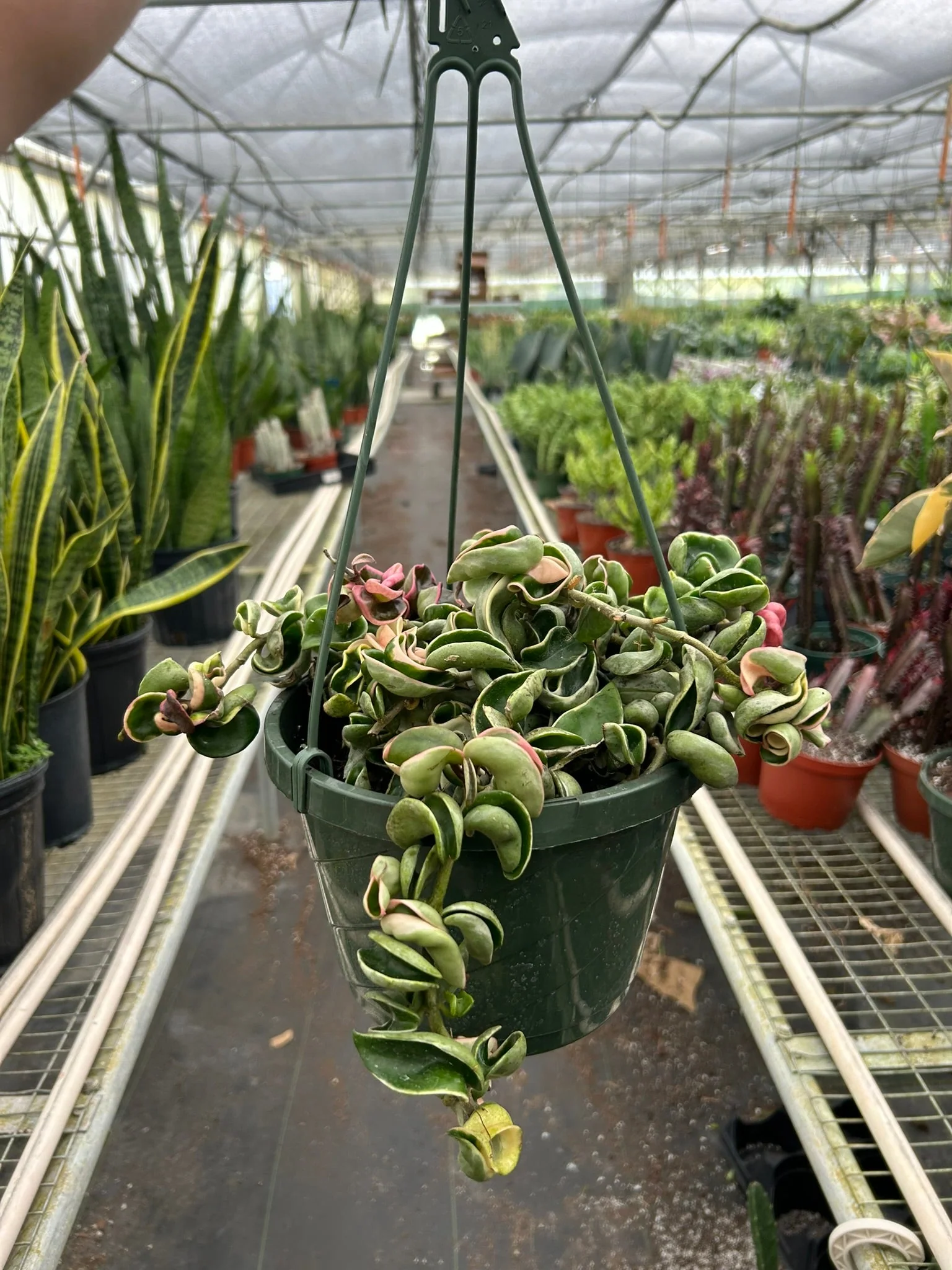 Hoya 'Rope Plant' Variegated - Image 6