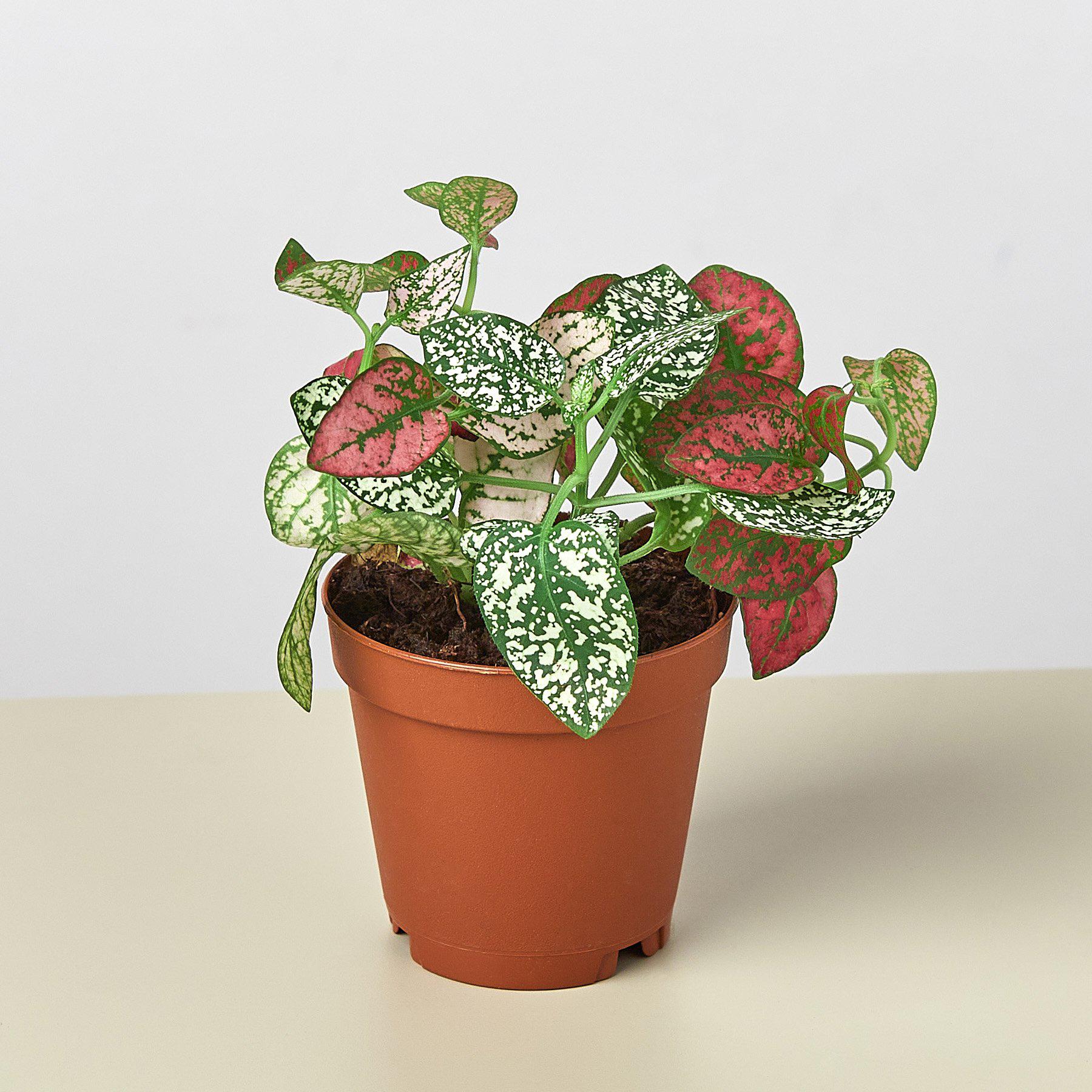 Hypoestes 'Polka Dot' - Image 4