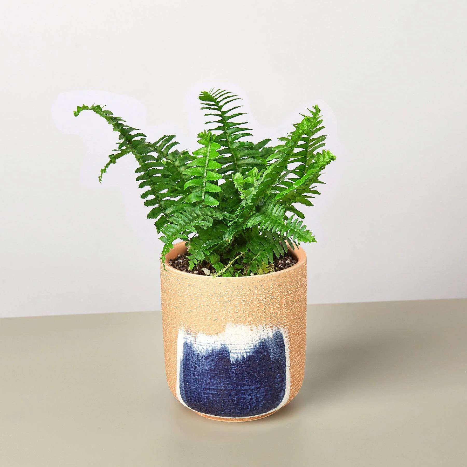 Jester's Crown Fern - Image 3