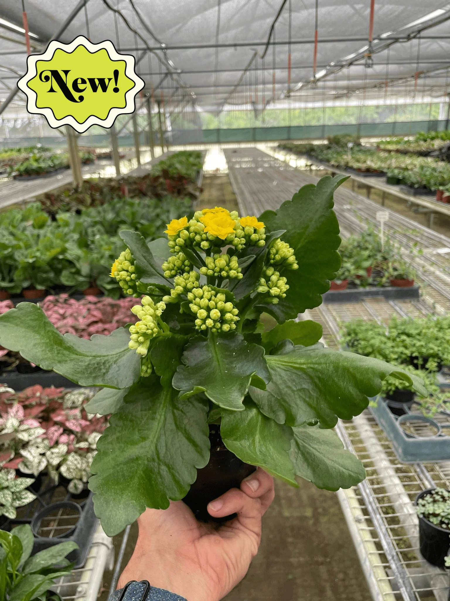 Kalanchoe - Image 2